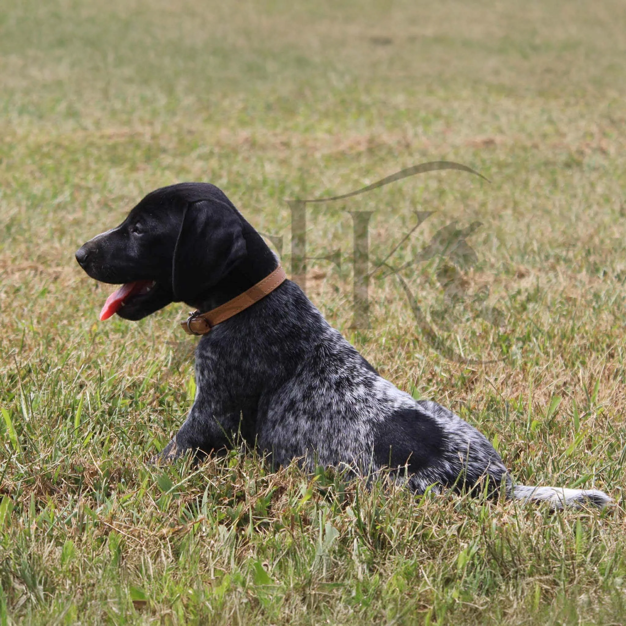 Tan-Collar-Male-Panzer-Dash-Fall-2025-Pups-Puppies-German-Shorthaired-Pointers-Champion-Hunting-Purebred-Dog-Kansas-City-Missouri-9.jpg