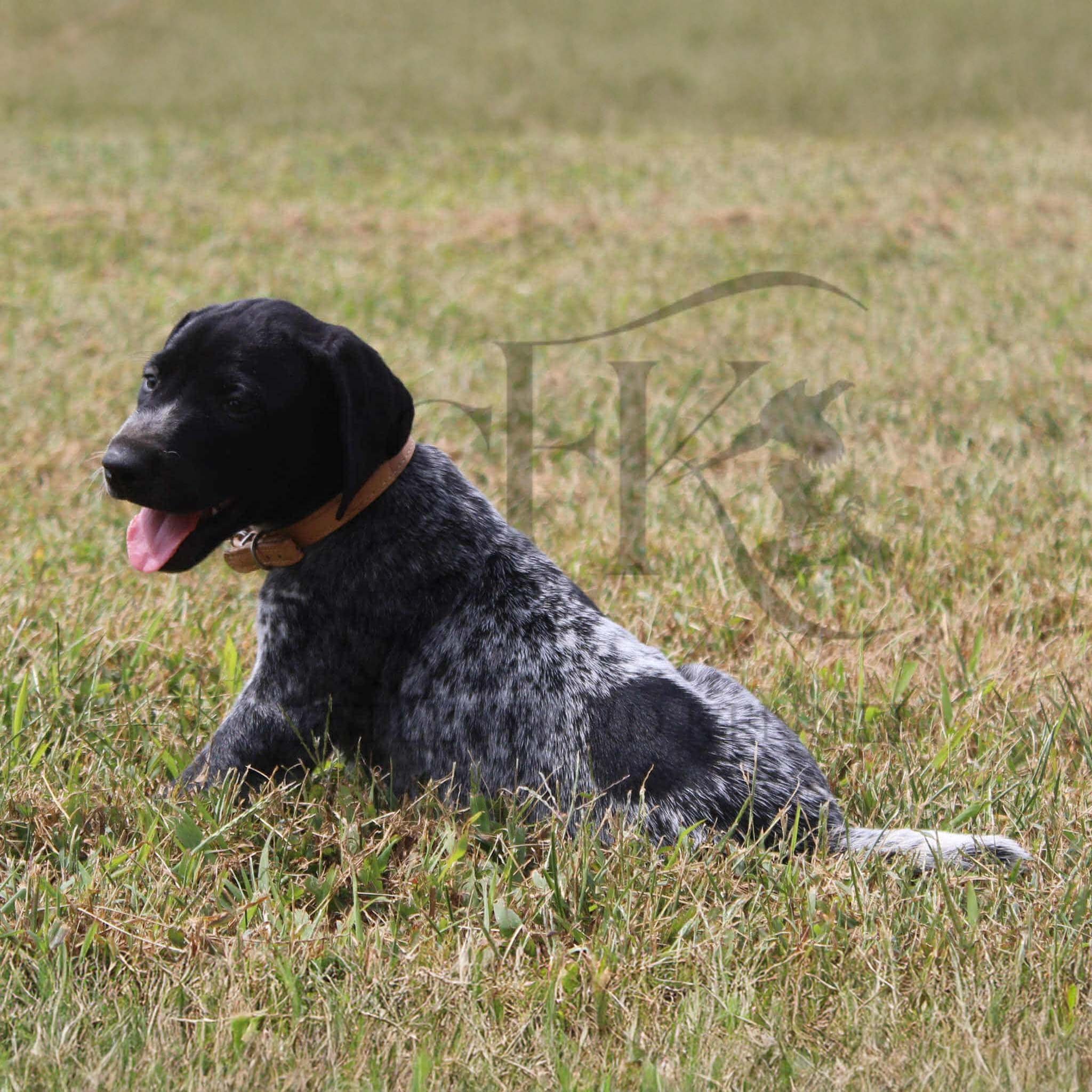 Tan-Collar-Male-Panzer-Dash-Fall-2025-Pups-Puppies-German-Shorthaired-Pointers-Champion-Hunting-Purebred-Dog-Kansas-City-Missouri-8.jpg