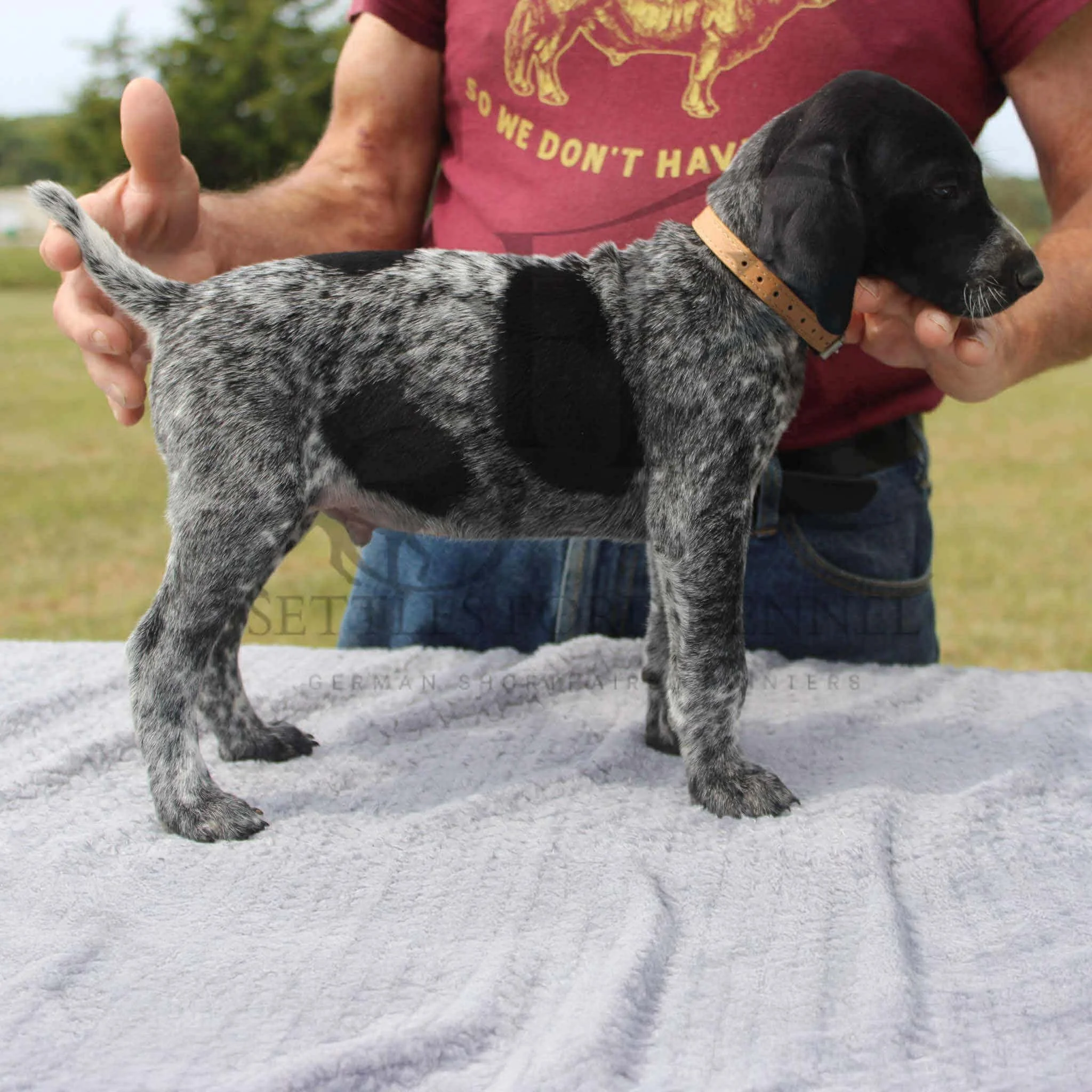 Tan-Collar-Male-Panzer-Dash-Fall-2025-Pups-Puppies-German-Shorthaired-Pointers-Champion-Hunting-Purebred-Dog-Kansas-City-Missouri-7.jpg