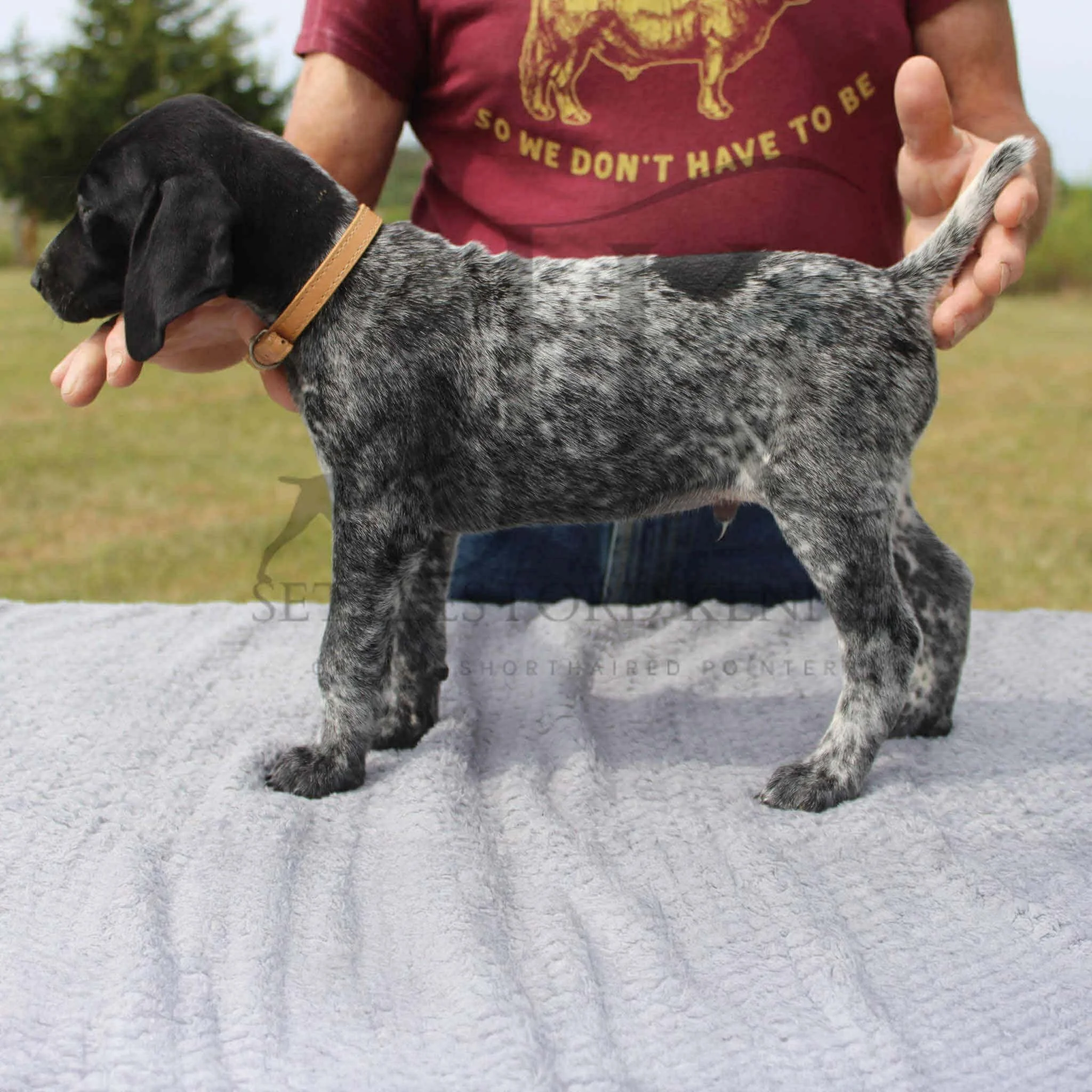 Tan-Collar-Male-Panzer-Dash-Fall-2025-Pups-Puppies-German-Shorthaired-Pointers-Champion-Hunting-Purebred-Dog-Kansas-City-Missouri-6.jpg