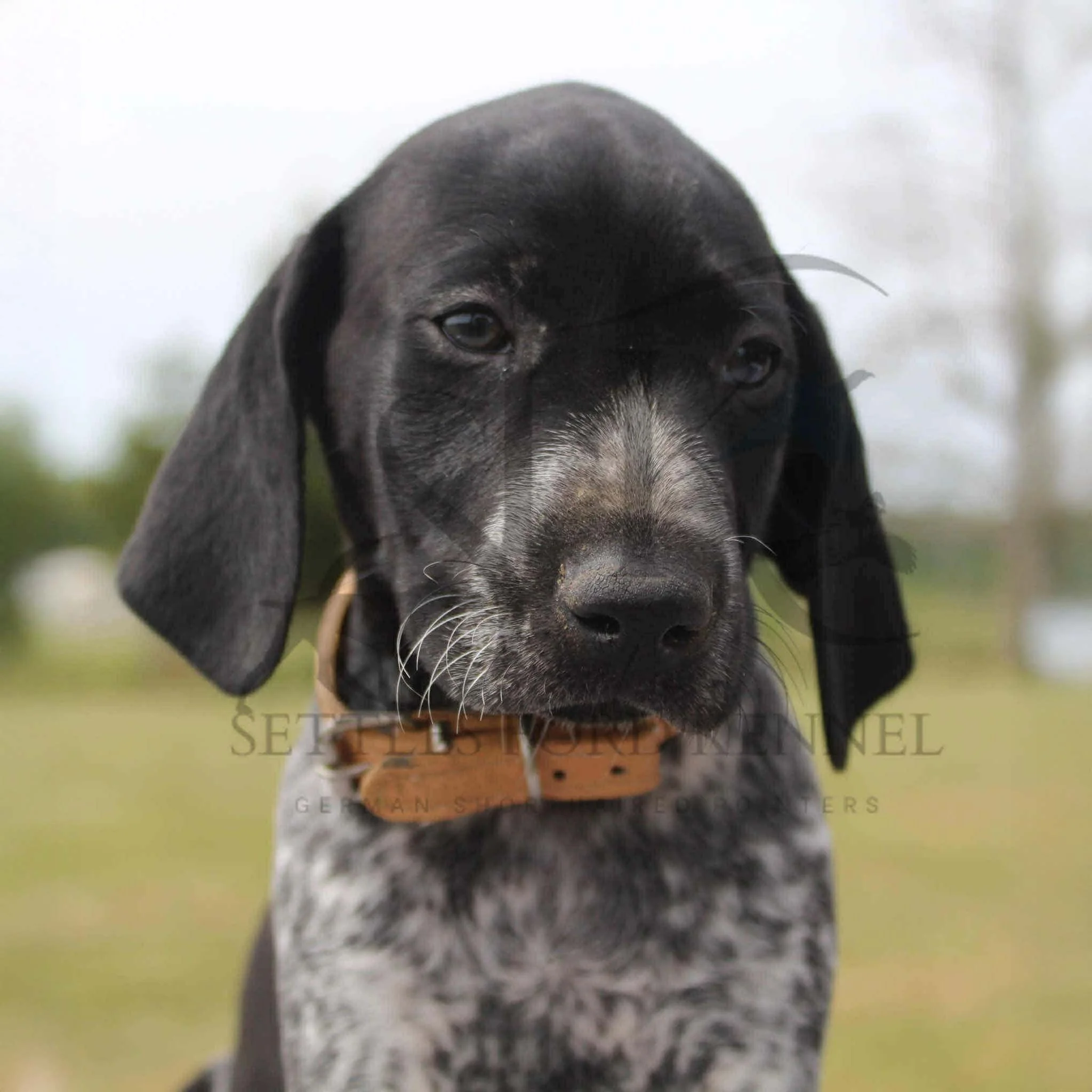 Tan-Collar-Male-Panzer-Dash-Fall-2025-Pups-Puppies-German-Shorthaired-Pointers-Champion-Hunting-Purebred-Dog-Kansas-City-Missouri-4.jpg