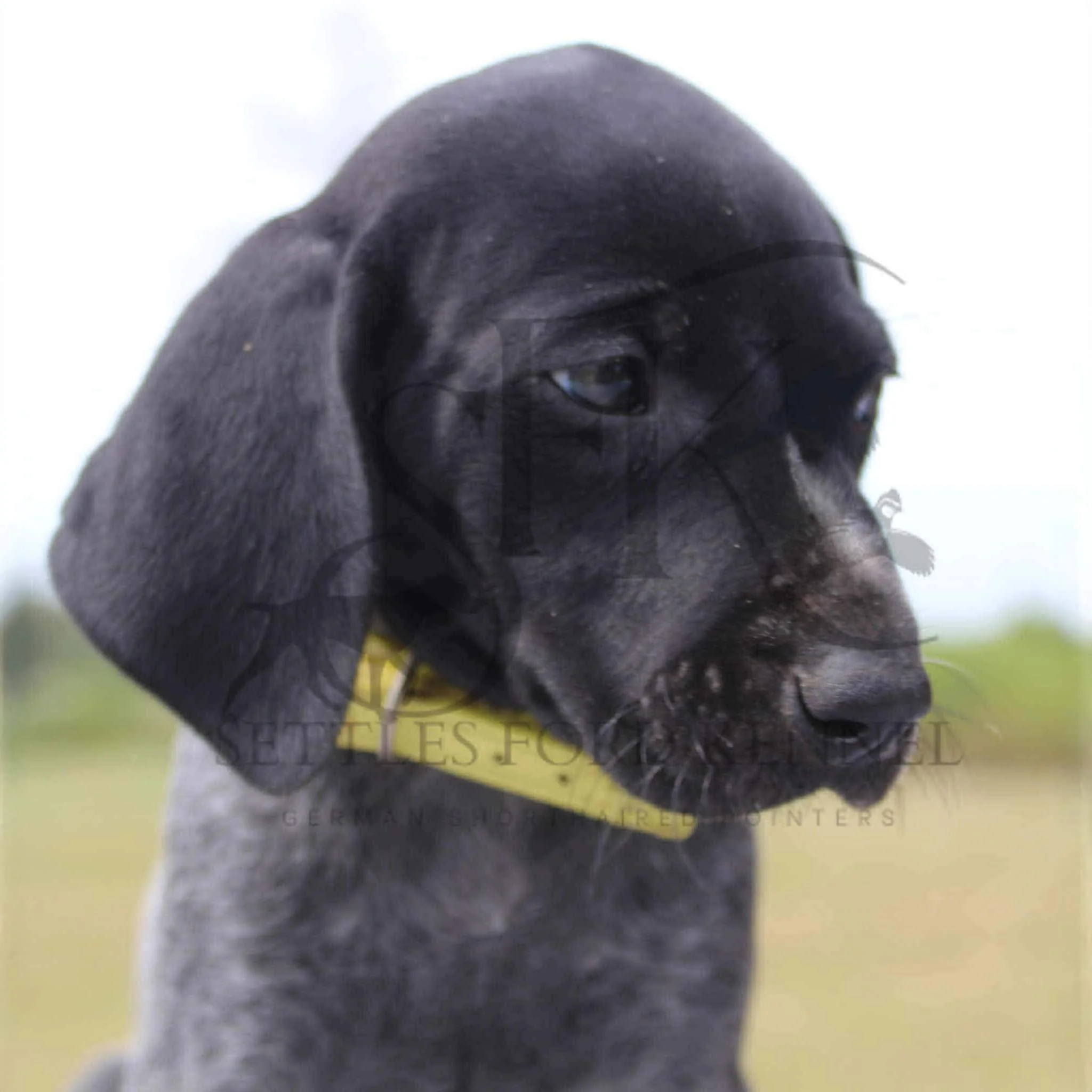Yellow-Collar-Female-Panzer-Dash-Fall-2025-Pups-Puppies-German-Shorthaired-Pointers-Champion-Hunting-Purebred-Dog-Kansas-City-Missouri-8.jpg