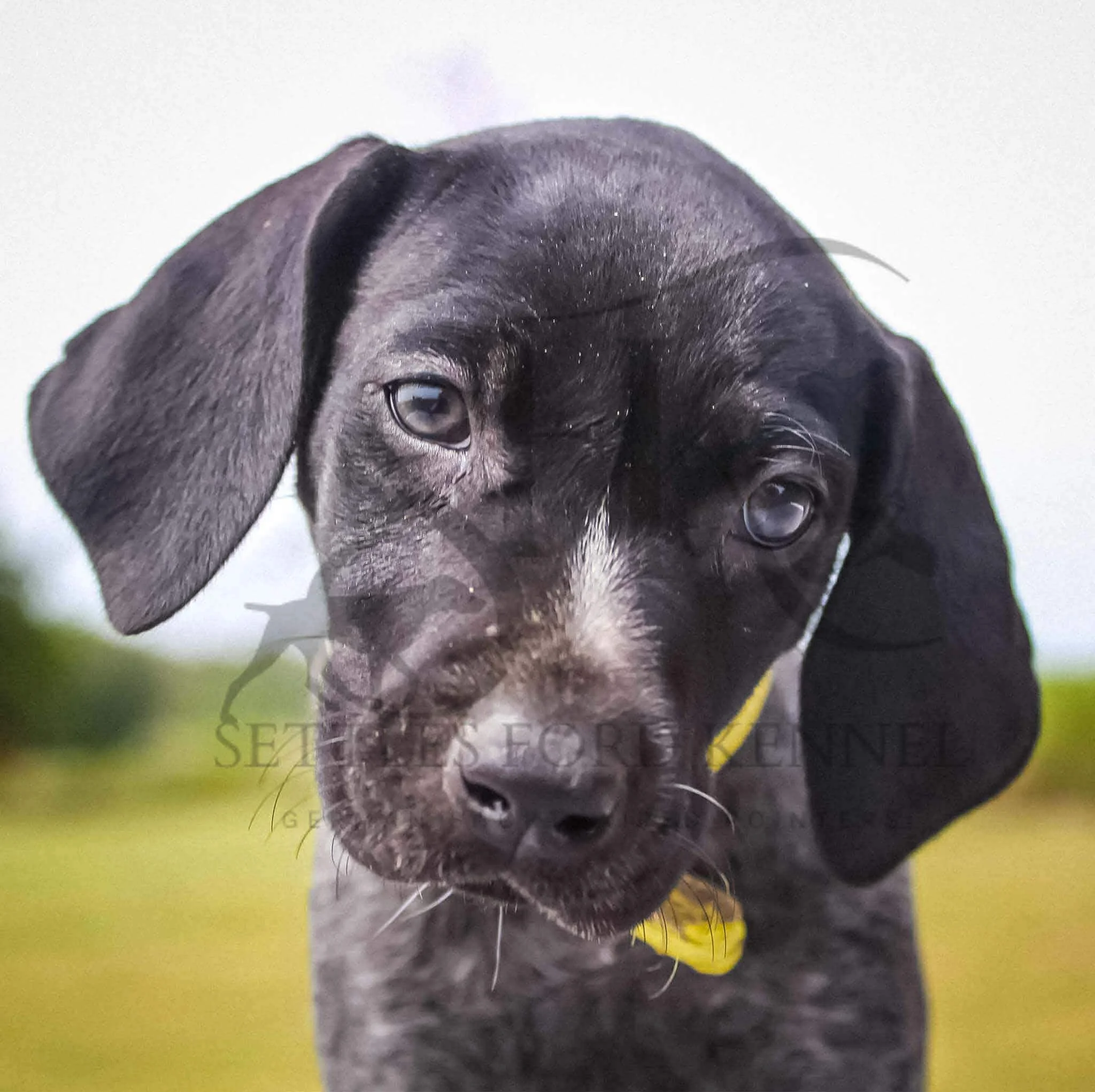 Yellow-Collar-Female-Panzer-Dash-Fall-2025-Pups-Puppies-German-Shorthaired-Pointers-Champion-Hunting-Purebred-Dog-Kansas-City-Missouri-5.jpg