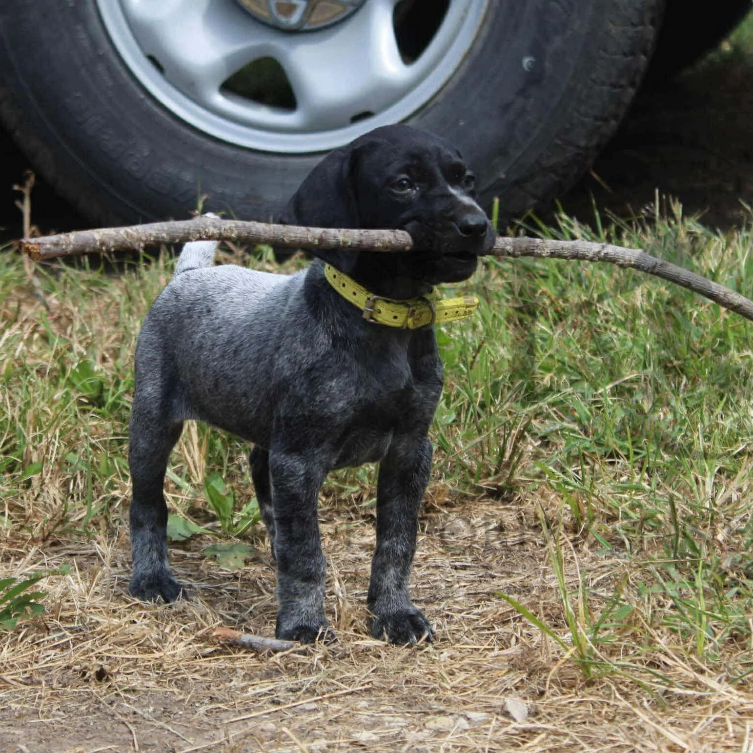 Yellow-Collar-Female-Panzer-Dash-Fall-2025-Pups-Puppies-German-Shorthaired-Pointers-Champion-Hunting-Purebred-Dog-Kansas-City-Missouri-17.jpg