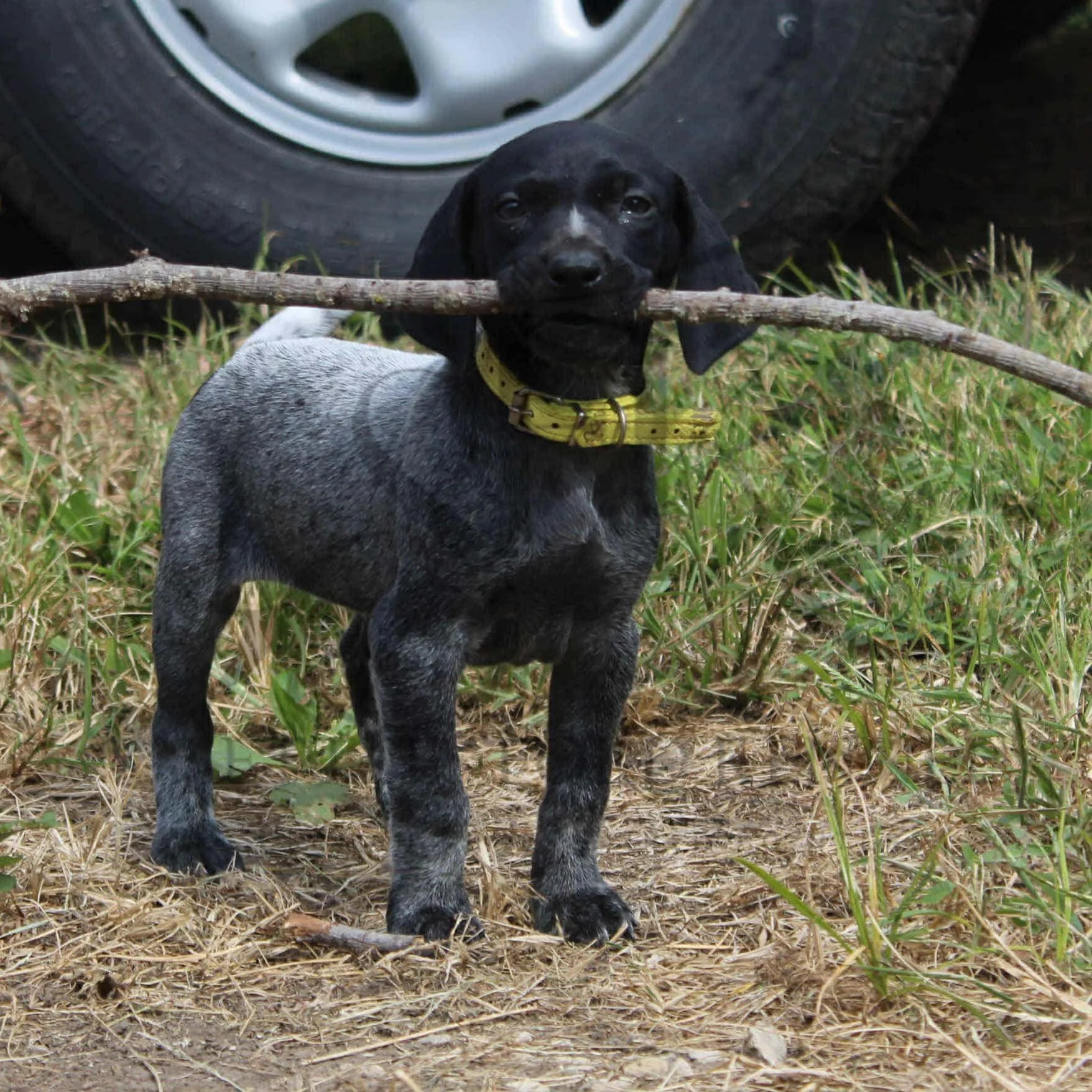 Yellow-Collar-Female-Panzer-Dash-Fall-2025-Pups-Puppies-German-Shorthaired-Pointers-Champion-Hunting-Purebred-Dog-Kansas-City-Missouri-14.jpg