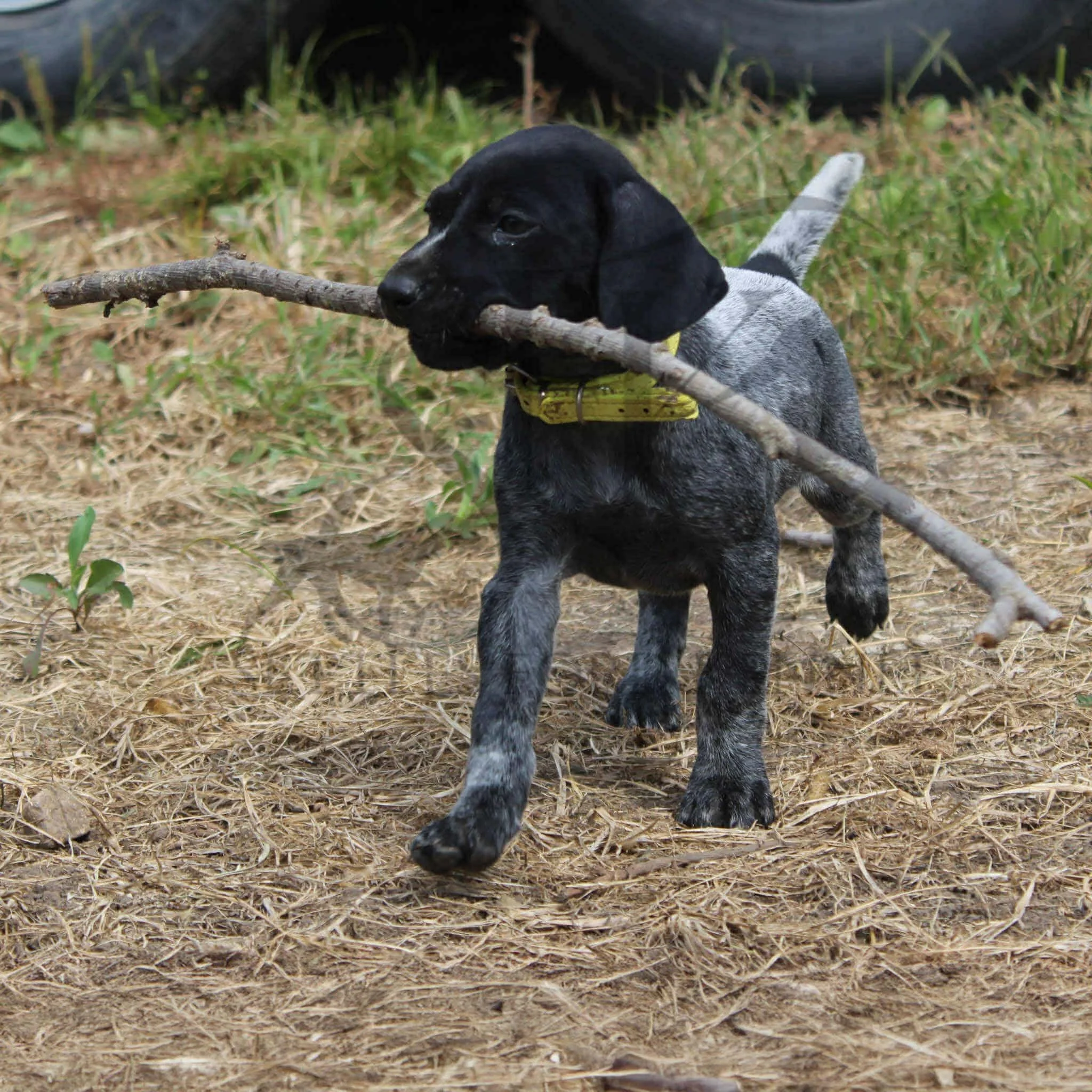 Yellow-Collar-Female-Panzer-Dash-Fall-2025-Pups-Puppies-German-Shorthaired-Pointers-Champion-Hunting-Purebred-Dog-Kansas-City-Missouri-16.jpg