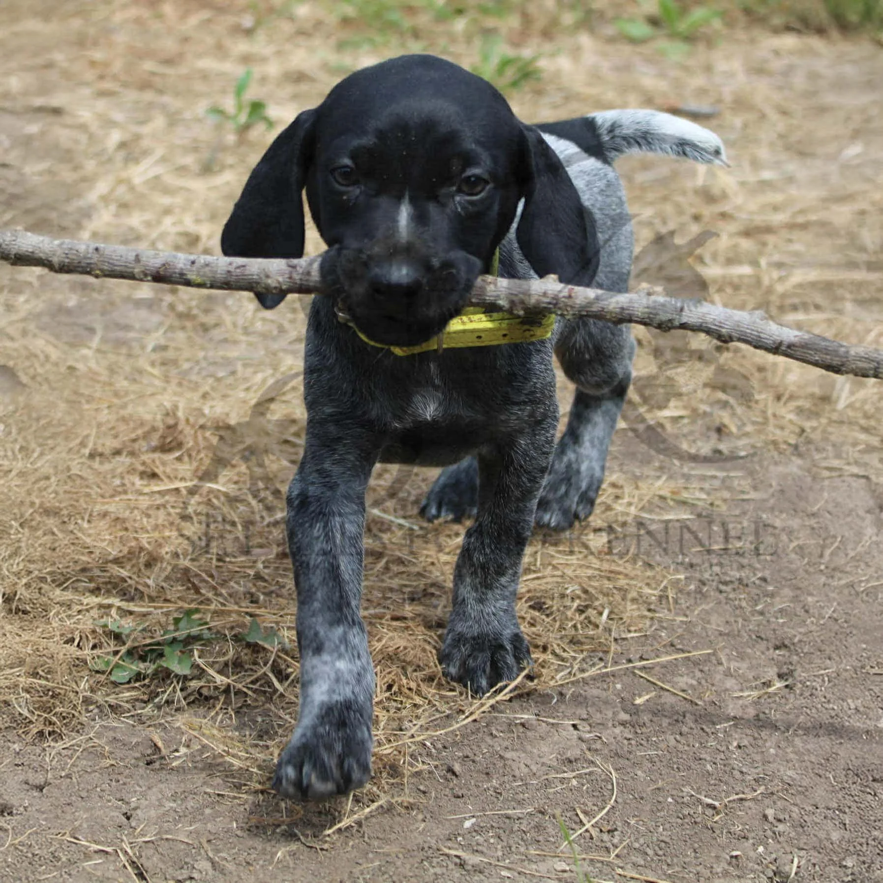 Yellow-Collar-Female-Panzer-Dash-Fall-2025-Pups-Puppies-German-Shorthaired-Pointers-Champion-Hunting-Purebred-Dog-Kansas-City-Missouri-15.jpg