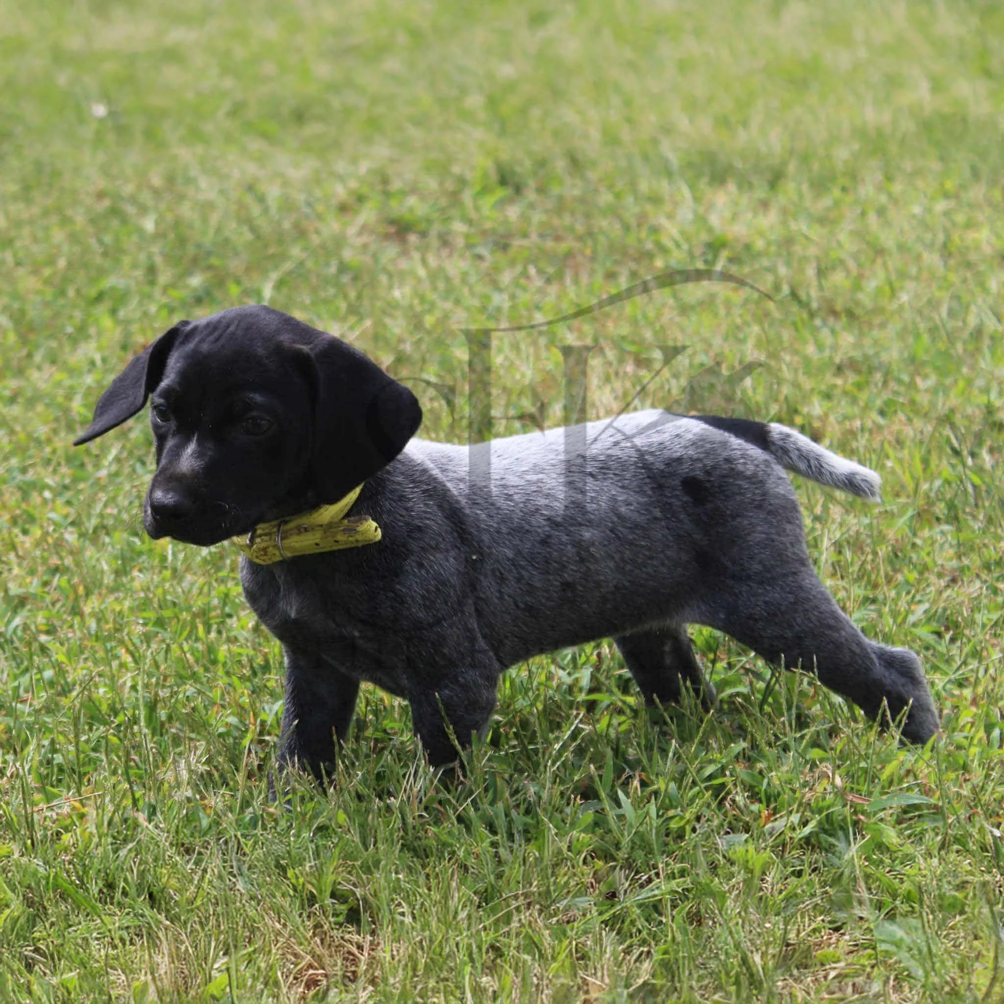 Yellow-Collar-Female-Panzer-Dash-Fall-2025-Pups-Puppies-German-Shorthaired-Pointers-Champion-Hunting-Purebred-Dog-Kansas-City-Missouri-13.jpg