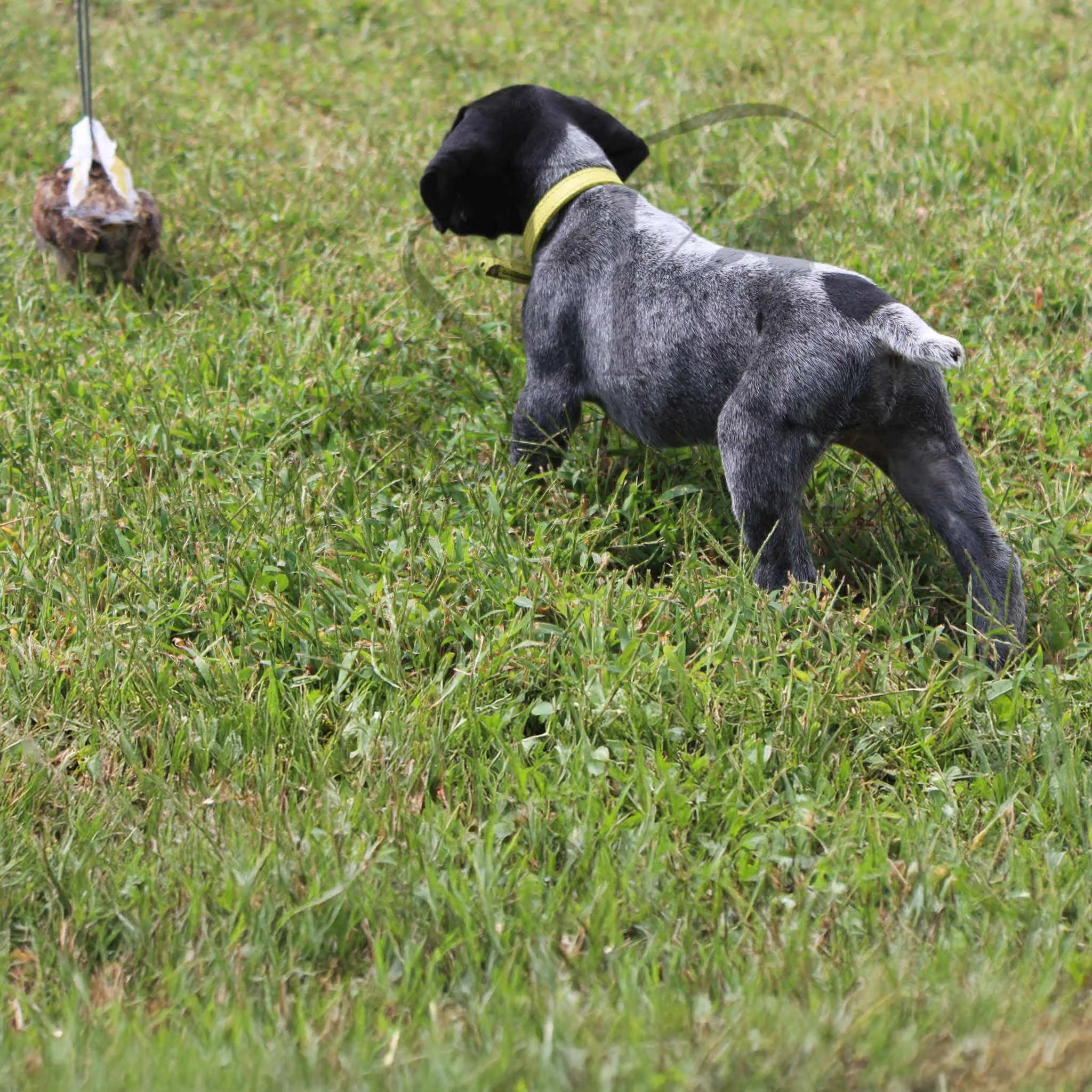 Yellow-Collar-Female-Panzer-Dash-Fall-2025-Pups-Puppies-German-Shorthaired-Pointers-Champion-Hunting-Purebred-Dog-Kansas-City-Missouri-12.jpg
