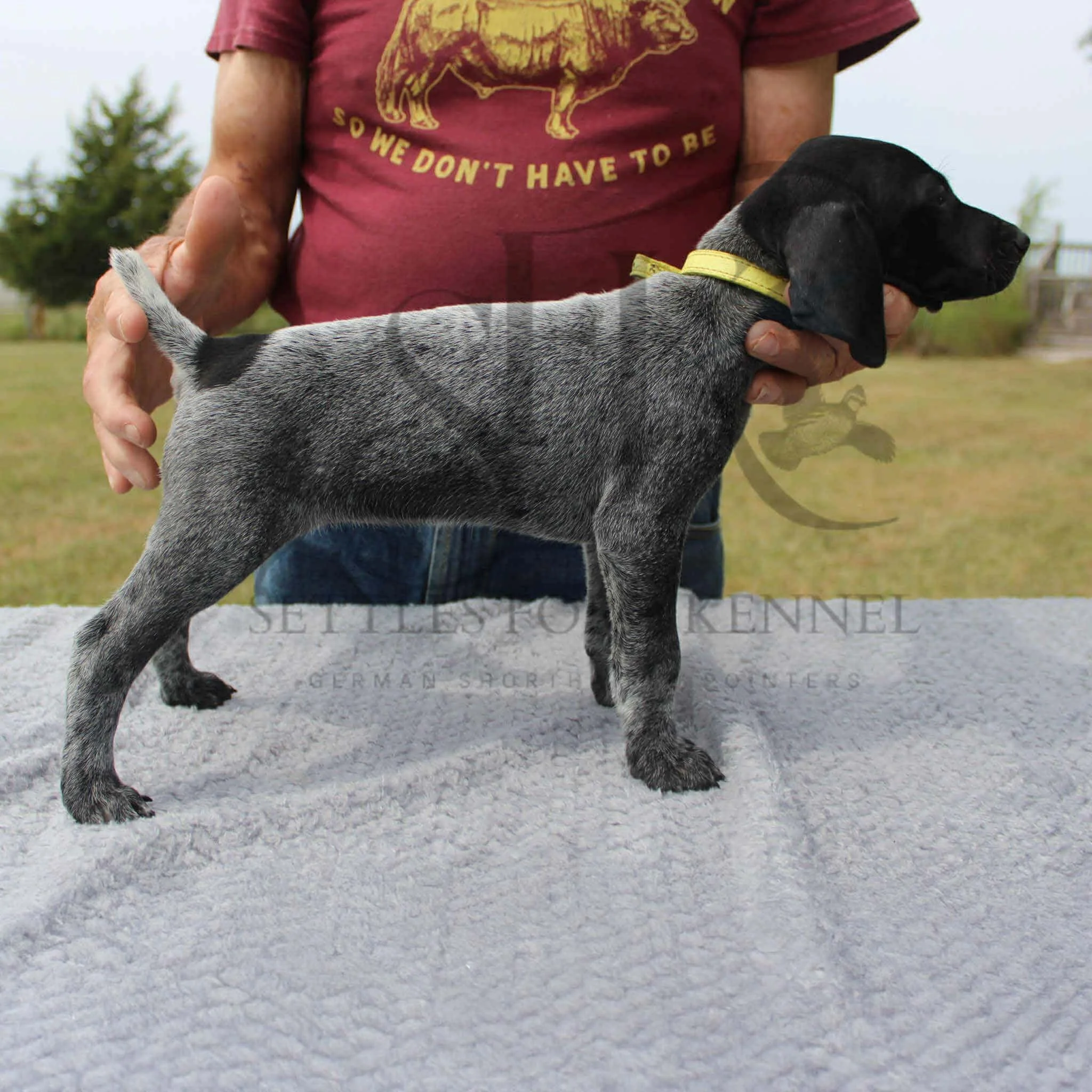 Yellow-Collar-Female-Panzer-Dash-Fall-2025-Pups-Puppies-German-Shorthaired-Pointers-Champion-Hunting-Purebred-Dog-Kansas-City-Missouri-11.jpg
