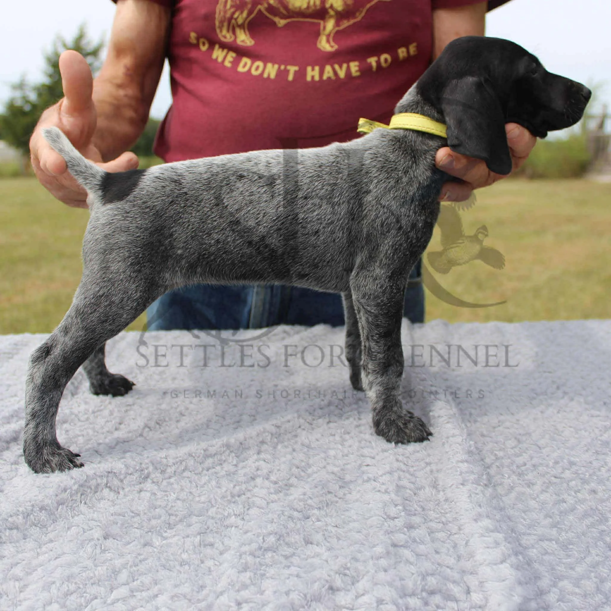 Yellow-Collar-Female-Panzer-Dash-Fall-2025-Pups-Puppies-German-Shorthaired-Pointers-Champion-Hunting-Purebred-Dog-Kansas-City-Missouri-10.jpg