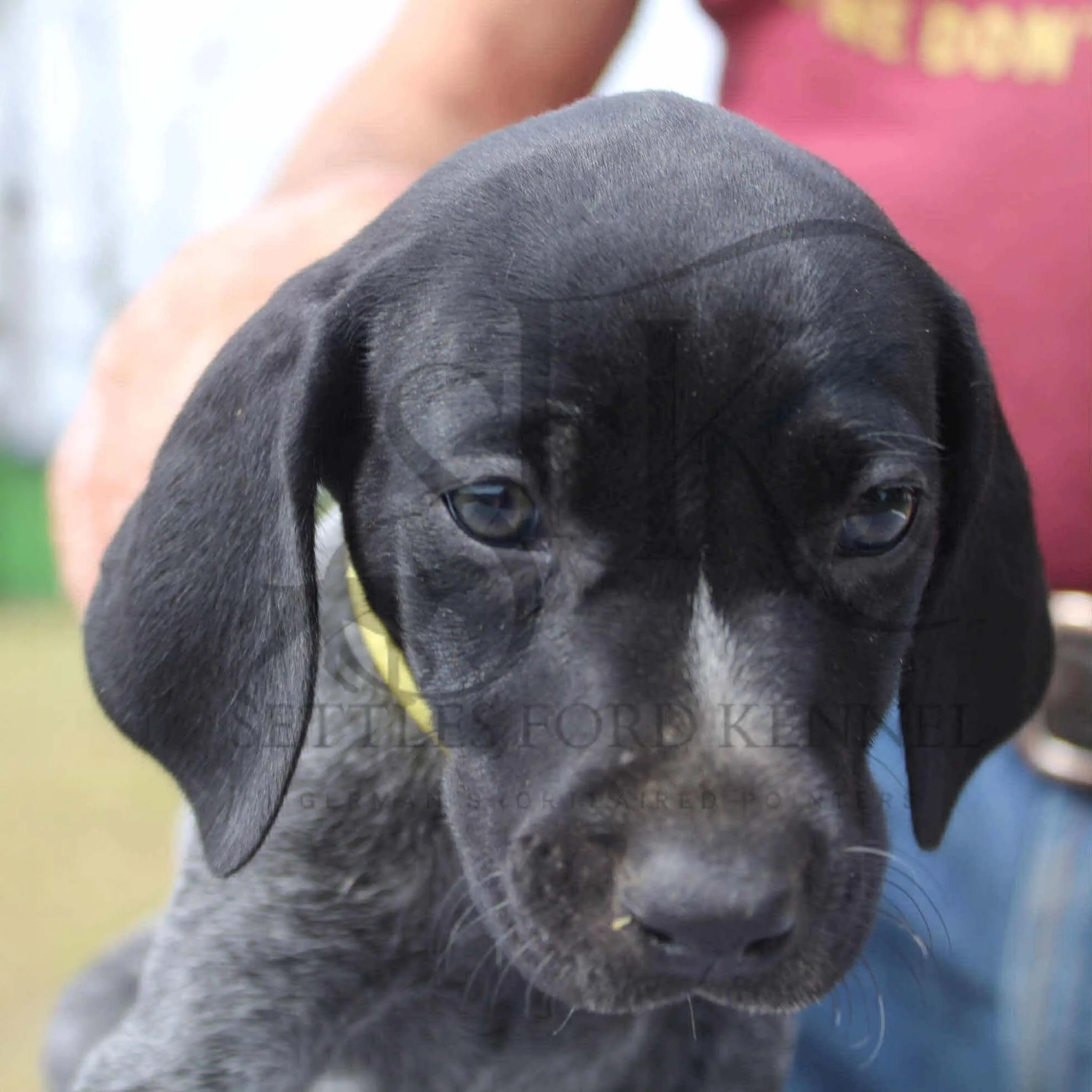 Yellow-Collar-Female-Panzer-Dash-Fall-2025-Pups-Puppies-German-Shorthaired-Pointers-Champion-Hunting-Purebred-Dog-Kansas-City-Missouri-9.jpg