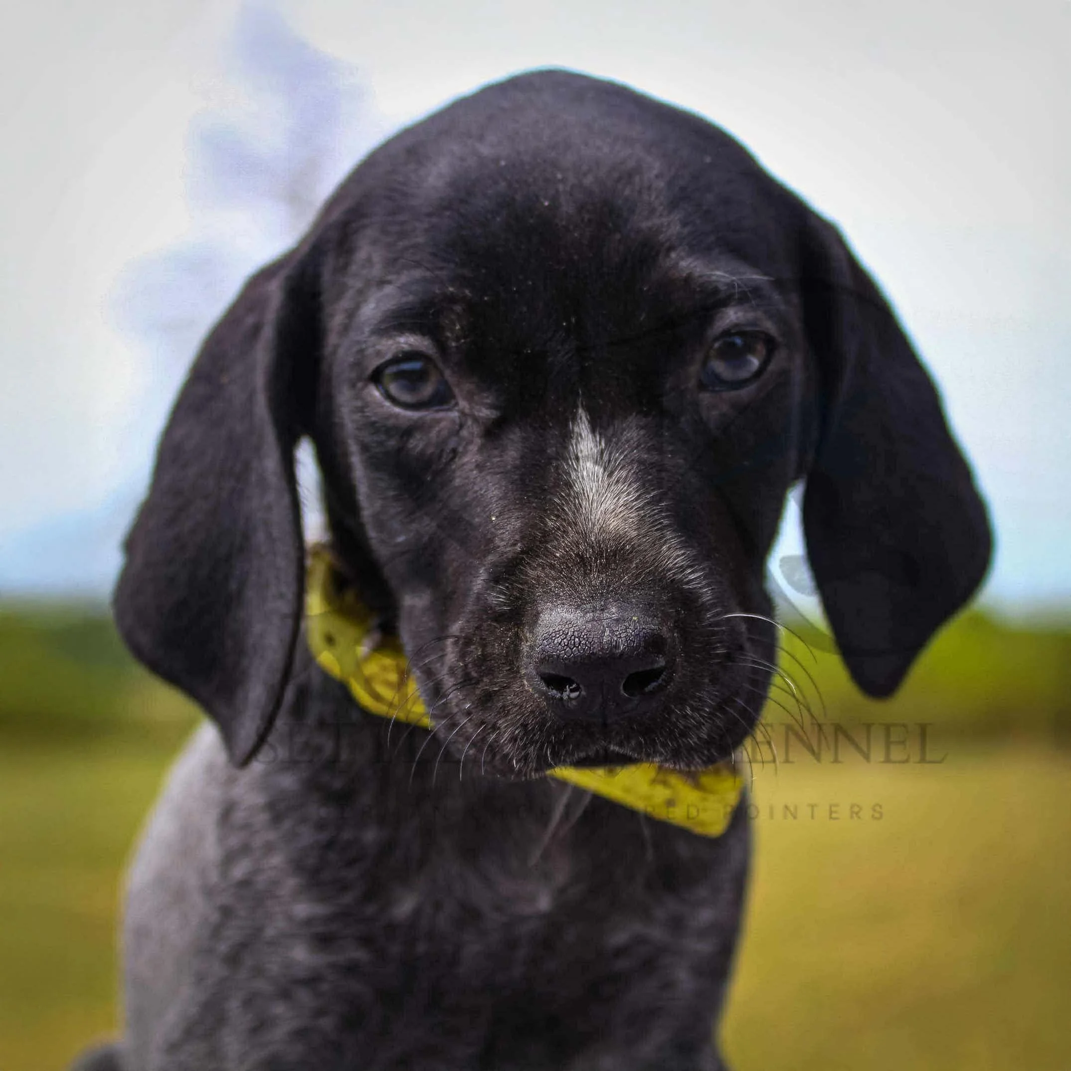 Yellow-Collar-Female-Panzer-Dash-Fall-2025-Pups-Puppies-German-Shorthaired-Pointers-Champion-Hunting-Purebred-Dog-Kansas-City-Missouri-6.jpg