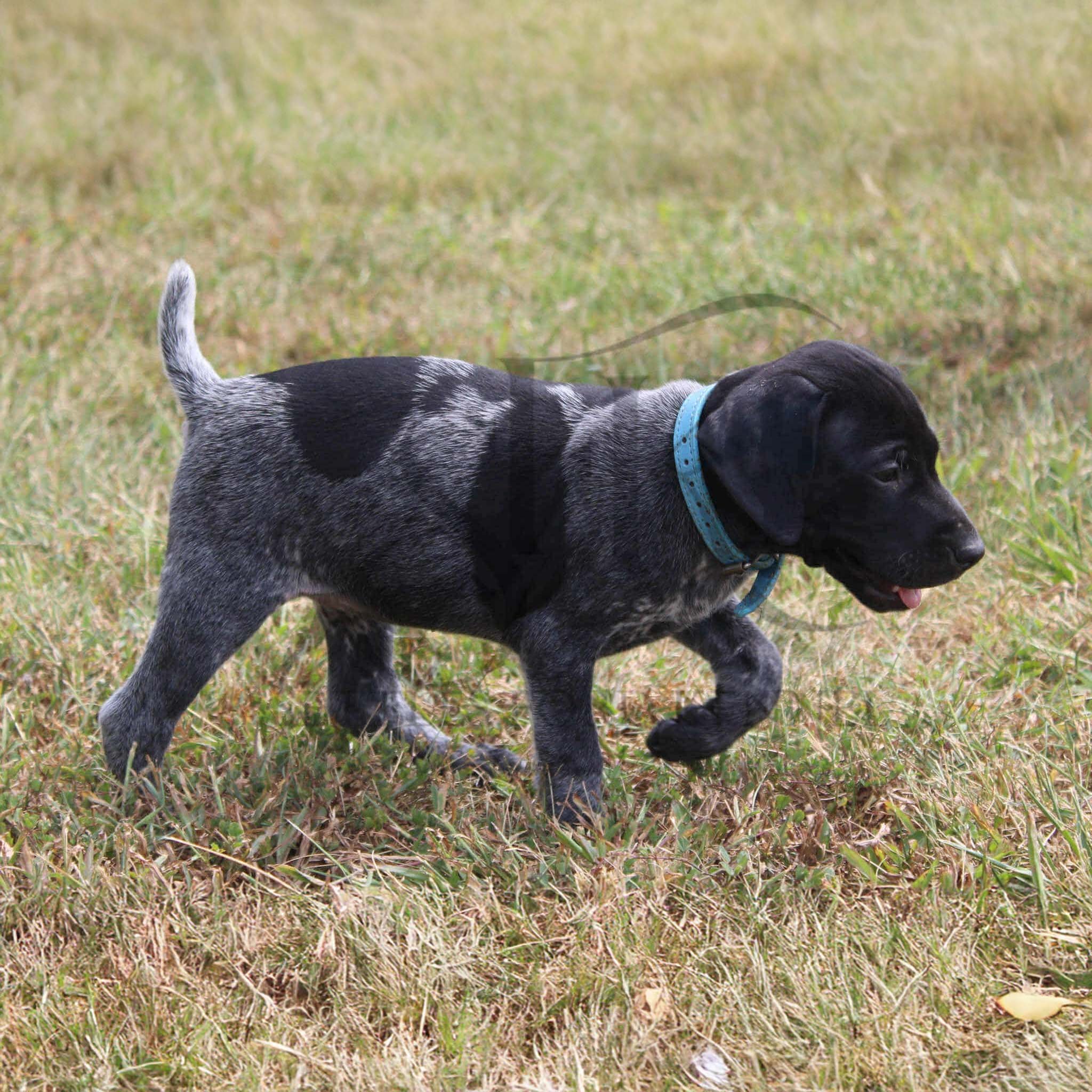 Lt-Blue-Collar-Female-Panzer-Dash-Fall-2025-Pups-Puppies-German-Shorthaired-Pointers-Champion-Hunting-Purebred-Dog-Kansas-City-Missouri-4.jpeg