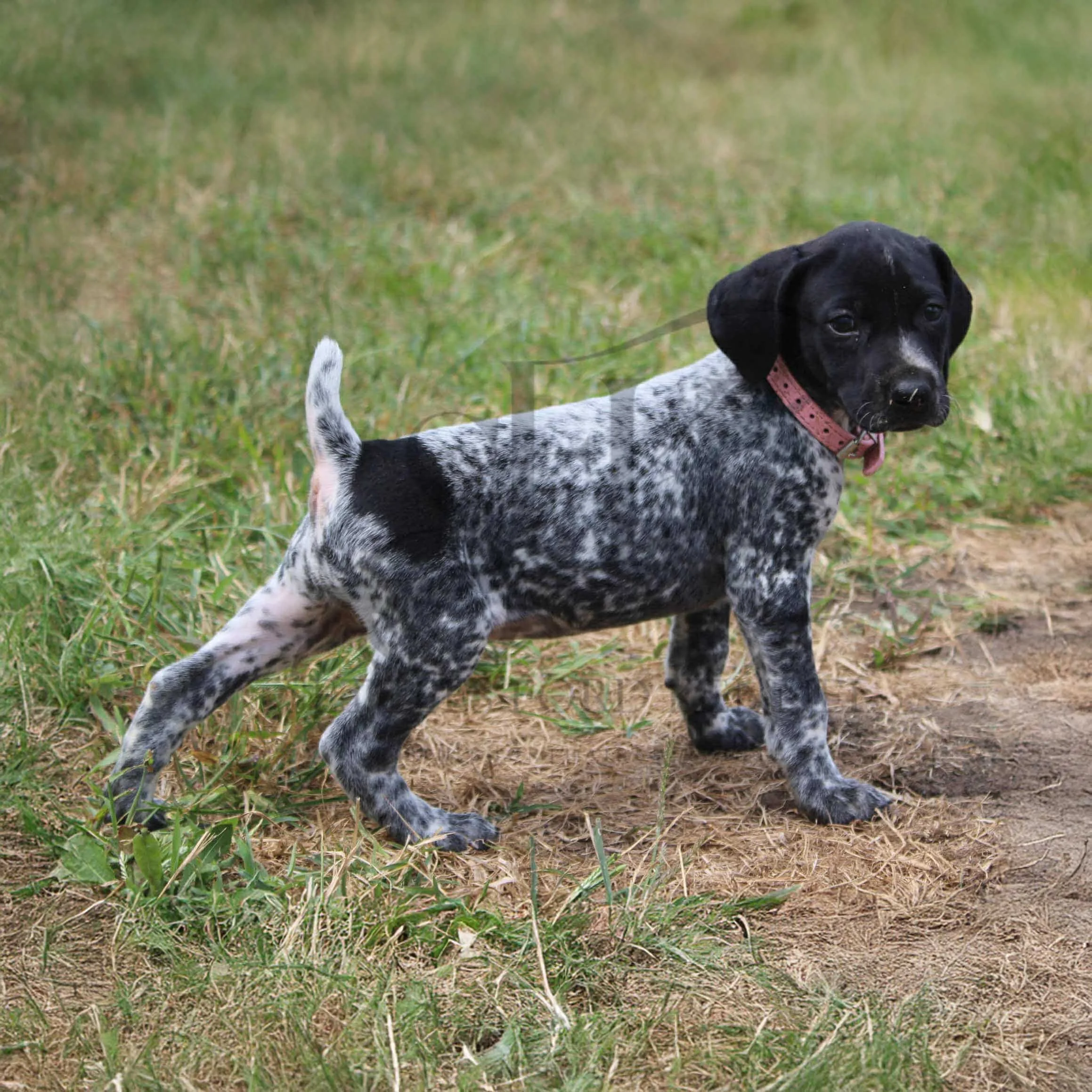 Pink-Collar-Female-Panzer-Dash-Fall-2025-Pups-Puppies-German-Shorthaired-Pointers-Champion-Hunting-Purebred-Dog-Kansas-City-Missouri-6.jpeg
