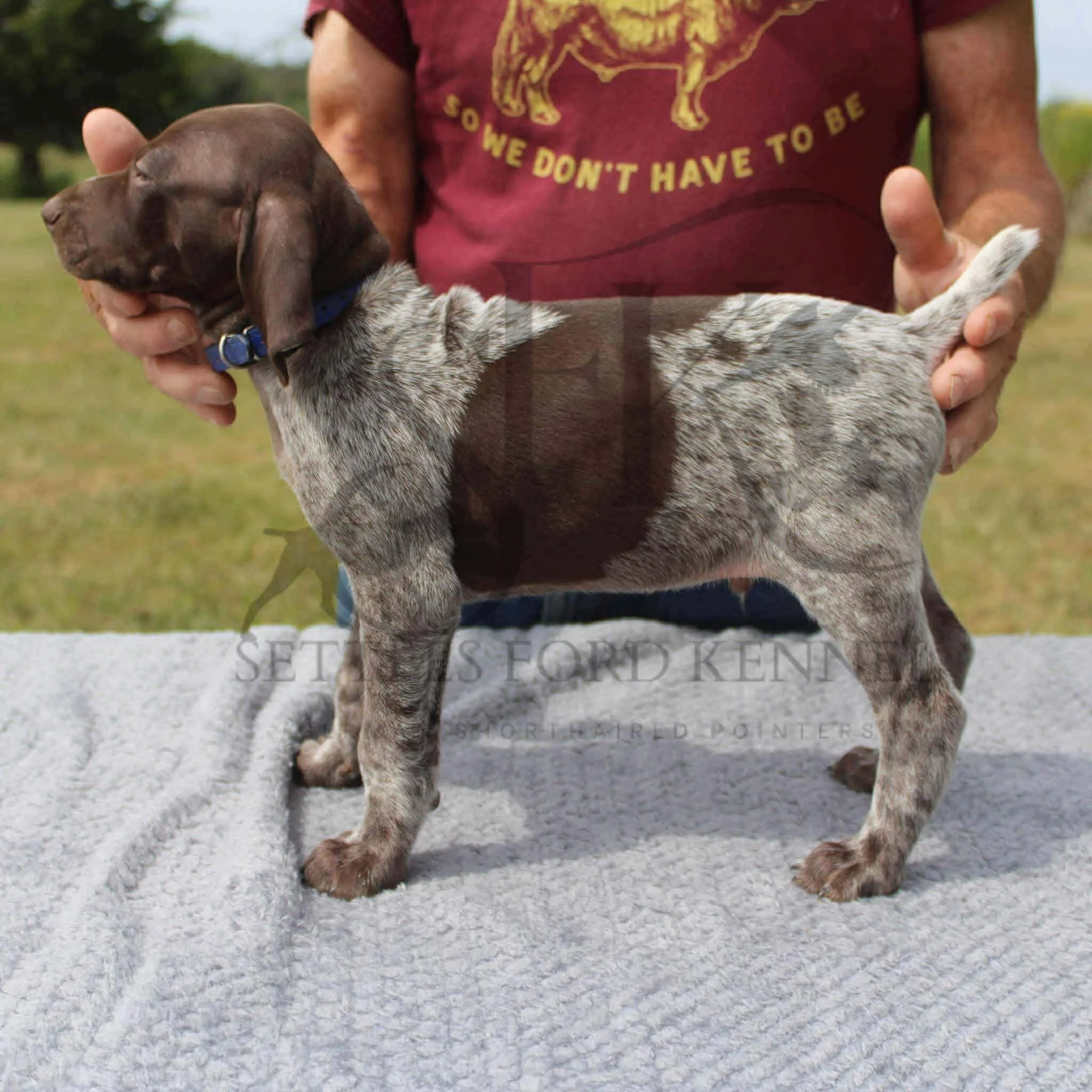 Dk-Blue-Collar-Male-Panzer-Dash-Fall-2025-Pups-Puppies-German-Shorthaired-Pointers-Champion-Hunting-Purebred-Dog-Kansas-City-Missouri-9.jpg