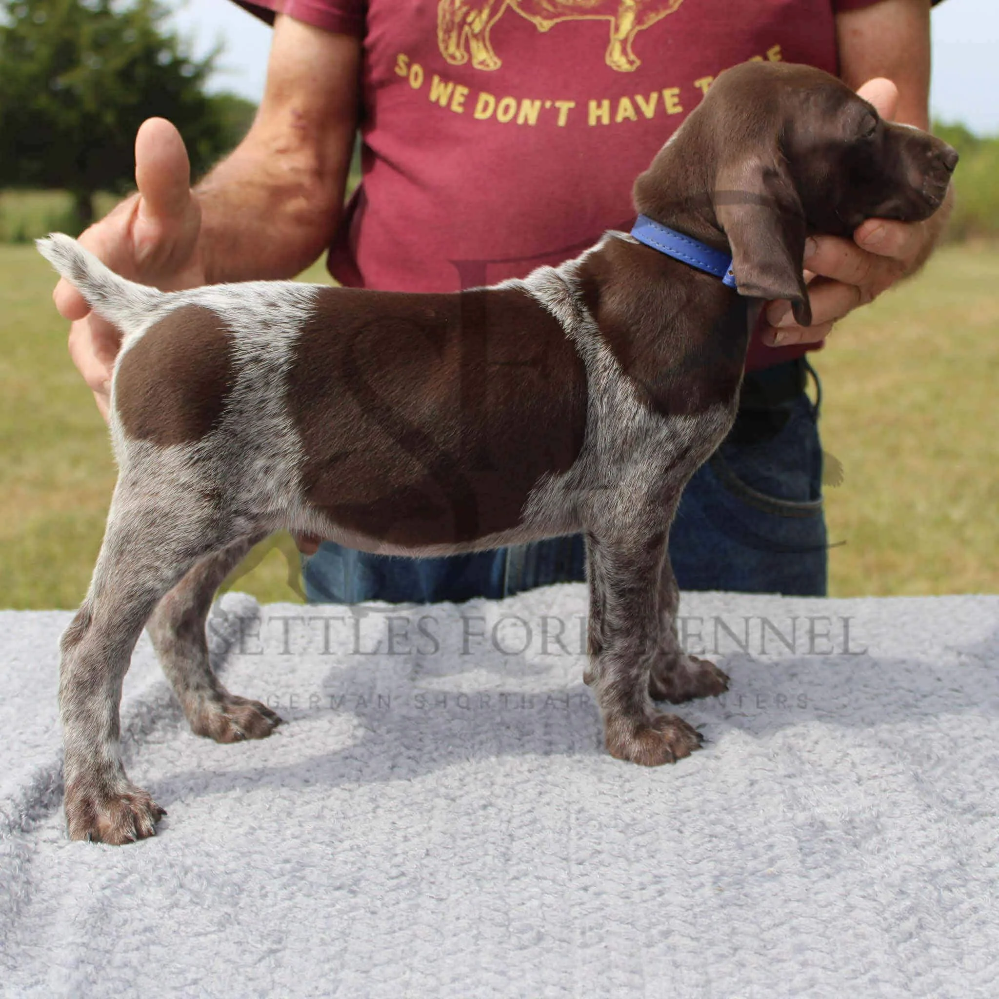 Dk-Blue-Collar-Male-Panzer-Dash-Fall-2025-Pups-Puppies-German-Shorthaired-Pointers-Champion-Hunting-Purebred-Dog-Kansas-City-Missouri-10.jpg