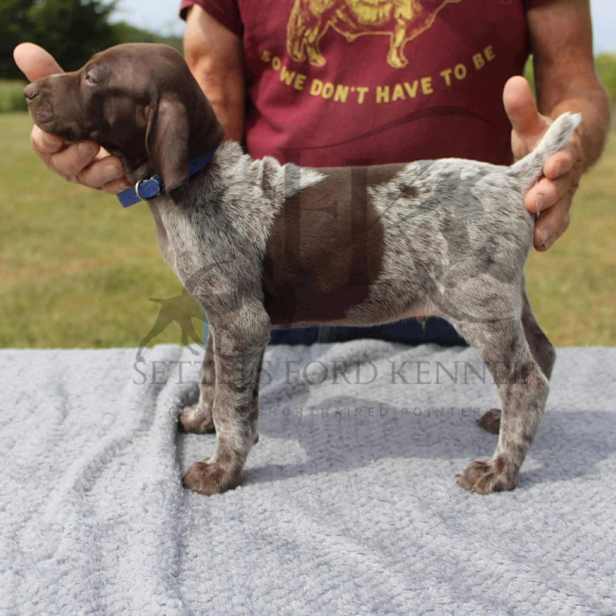 Dk-Blue-Collar-Male-Panzer-Dash-Fall-2025-Pups-Puppies-German-Shorthaired-Pointers-Champion-Hunting-Purebred-Dog-Kansas-City-Missouri-8.jpg