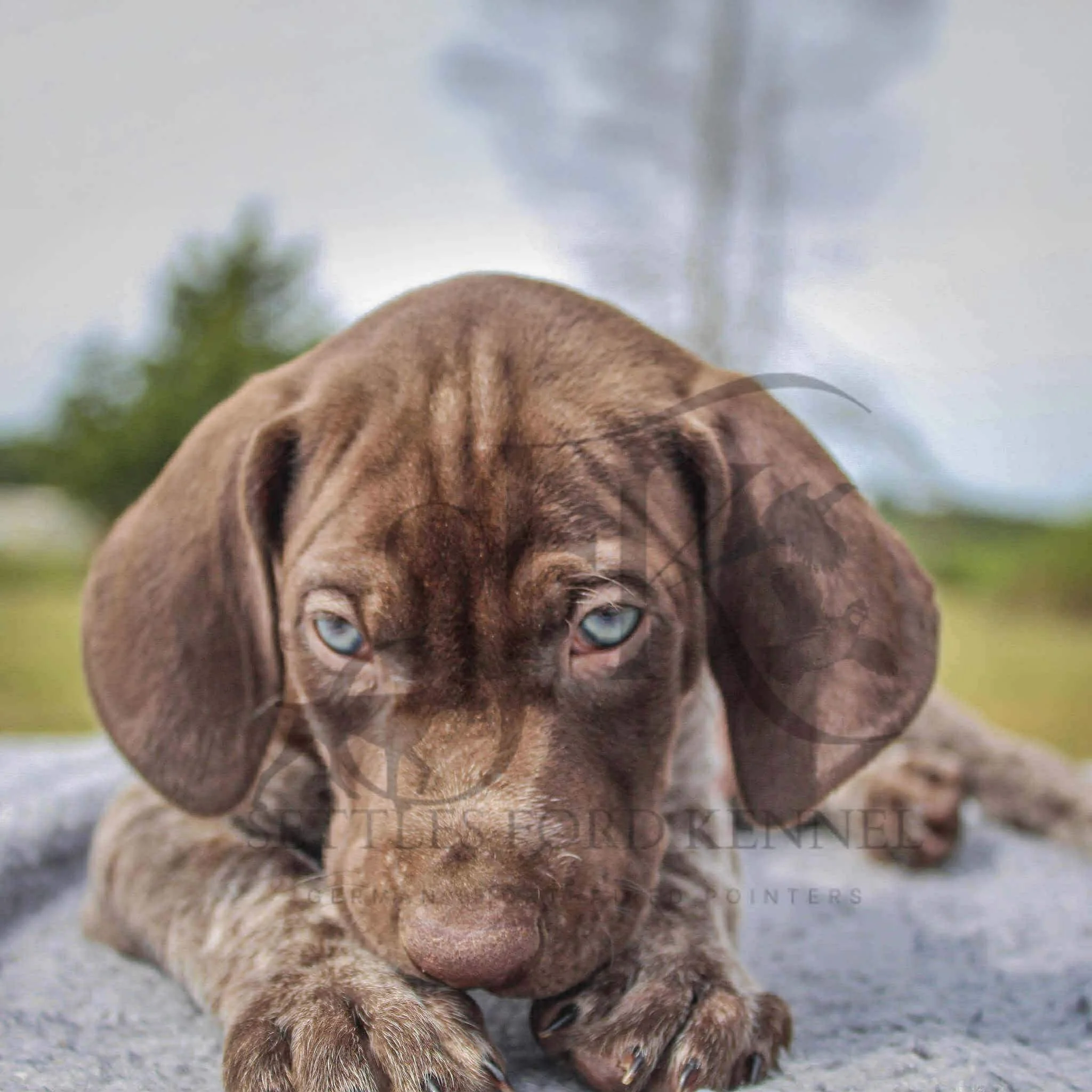 Dk-Blue-Collar-Male-Panzer-Dash-Fall-2025-Pups-Puppies-German-Shorthaired-Pointers-Champion-Hunting-Purebred-Dog-Kansas-City-Missouri-7.jpg