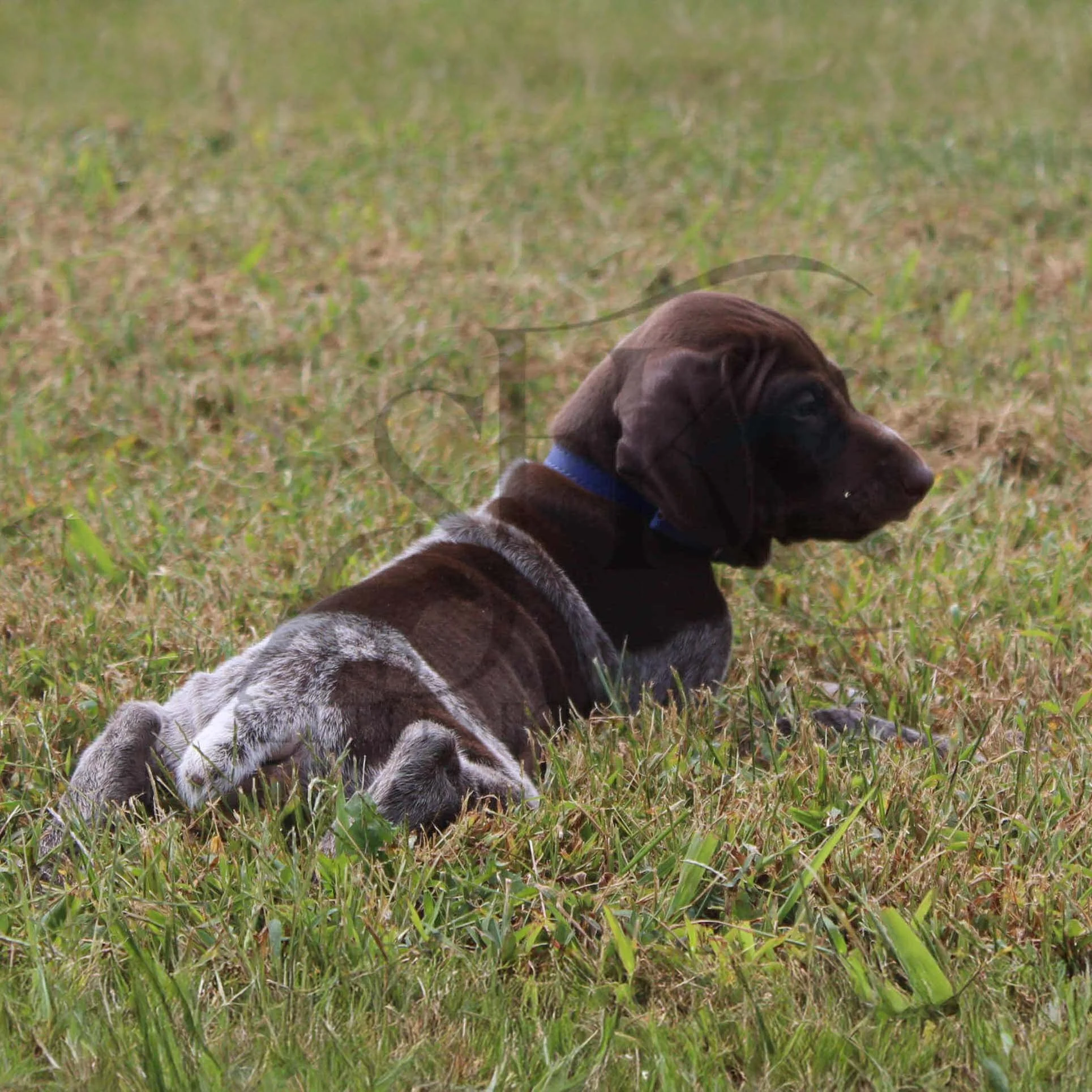 Dk-Blue-Collar-Male-Panzer-Dash-Fall-2025-Pups-Puppies-German-Shorthaired-Pointers-Champion-Hunting-Purebred-Dog-Kansas-City-Missouri-19.jpg