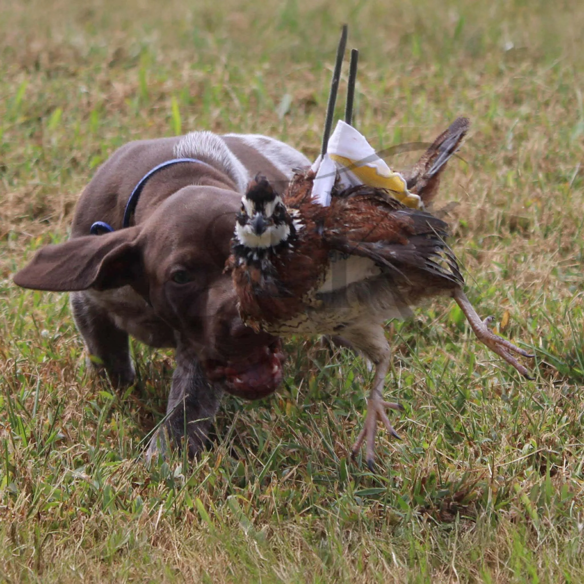 Dk-Blue-Collar-Male-Panzer-Dash-Fall-2025-Pups-Puppies-German-Shorthaired-Pointers-Champion-Hunting-Purebred-Dog-Kansas-City-Missouri-18.jpg