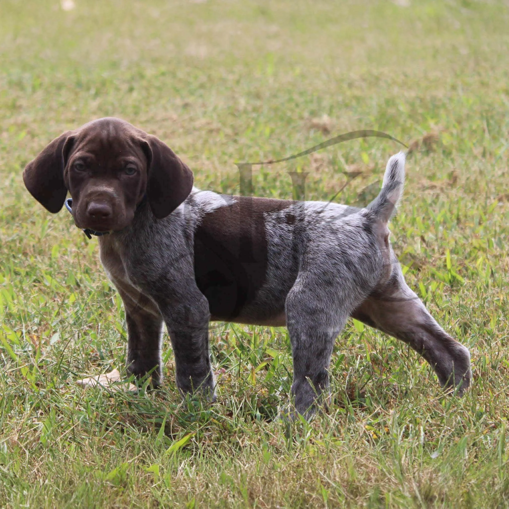 Dk-Blue-Collar-Male-Panzer-Dash-Fall-2025-Pups-Puppies-German-Shorthaired-Pointers-Champion-Hunting-Purebred-Dog-Kansas-City-Missouri-17.jpg