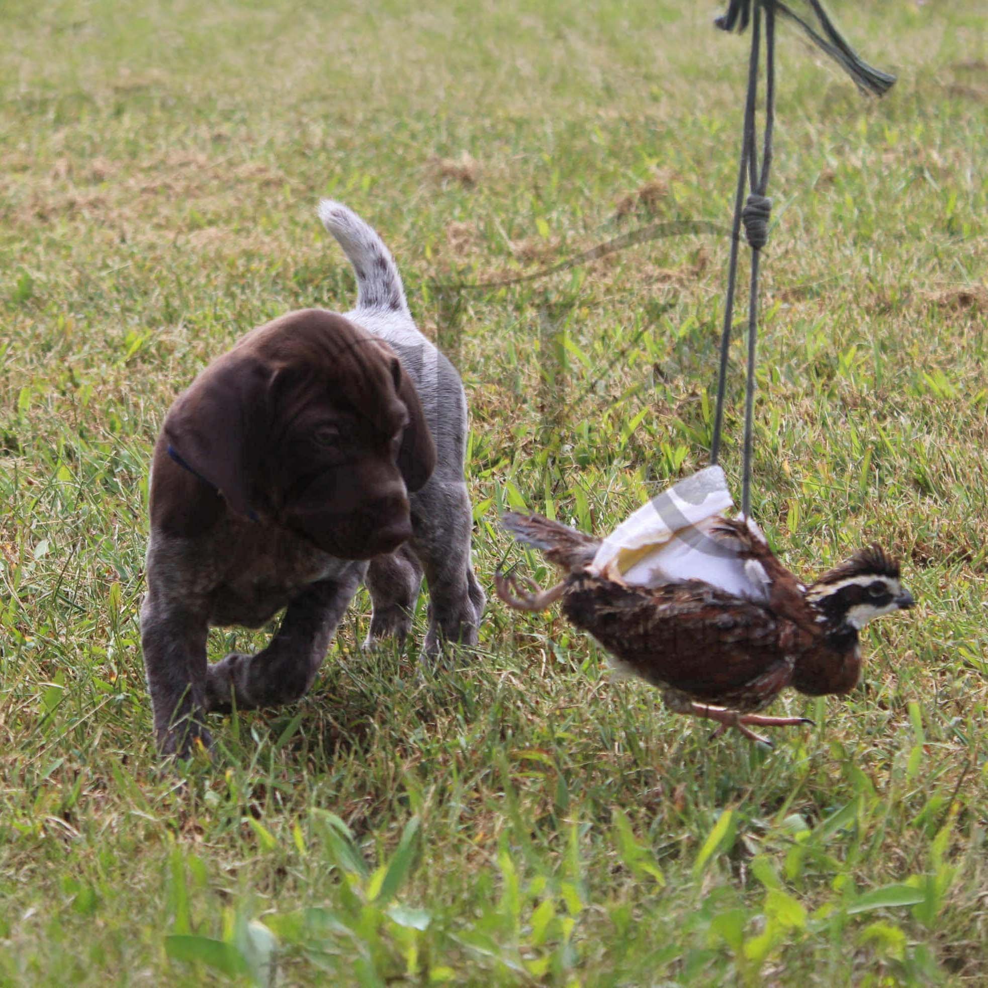 Dk-Blue-Collar-Male-Panzer-Dash-Fall-2025-Pups-Puppies-German-Shorthaired-Pointers-Champion-Hunting-Purebred-Dog-Kansas-City-Missouri-16.jpg