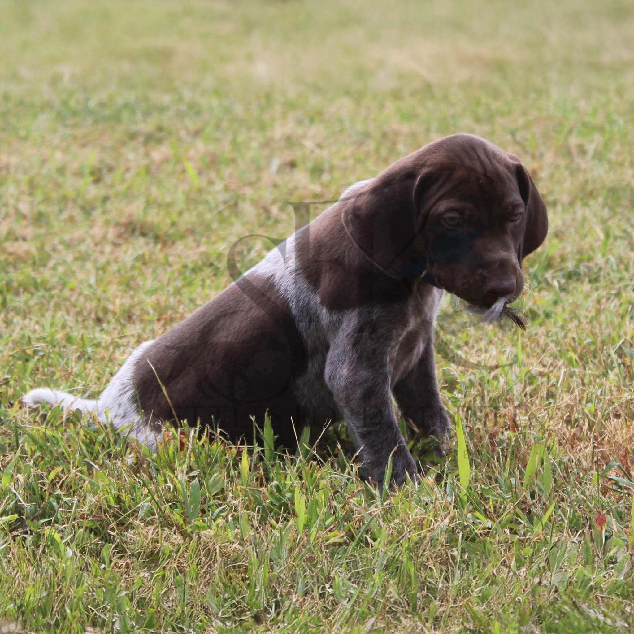 Dk-Blue-Collar-Male-Panzer-Dash-Fall-2025-Pups-Puppies-German-Shorthaired-Pointers-Champion-Hunting-Purebred-Dog-Kansas-City-Missouri-13.jpg