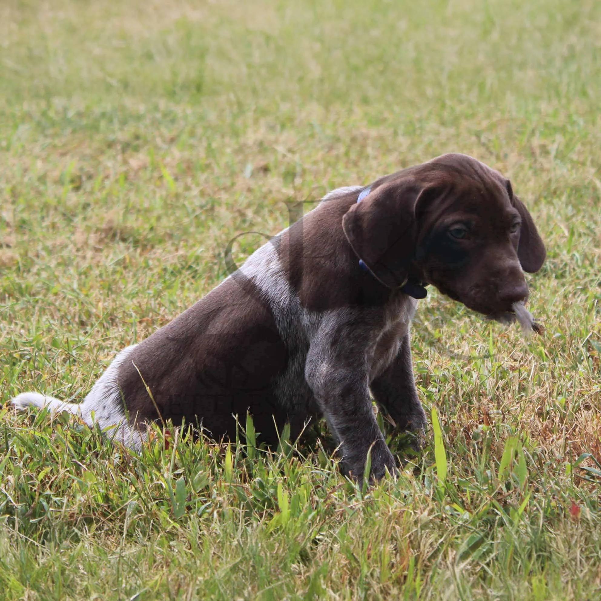 Dk-Blue-Collar-Male-Panzer-Dash-Fall-2025-Pups-Puppies-German-Shorthaired-Pointers-Champion-Hunting-Purebred-Dog-Kansas-City-Missouri-12.jpg