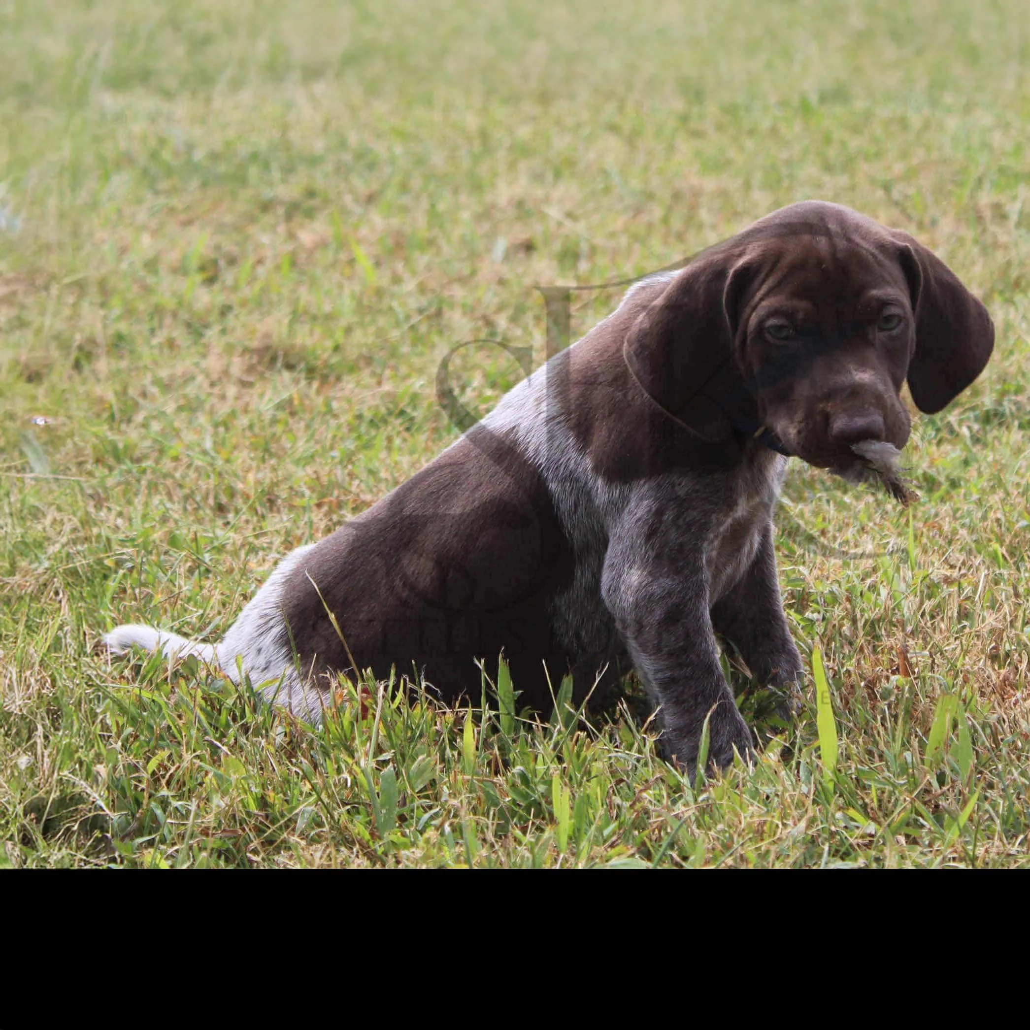 Dk-Blue-Collar-Male-Panzer-Dash-Fall-2025-Pups-Puppies-German-Shorthaired-Pointers-Champion-Hunting-Purebred-Dog-Kansas-City-Missouri-11.jpg