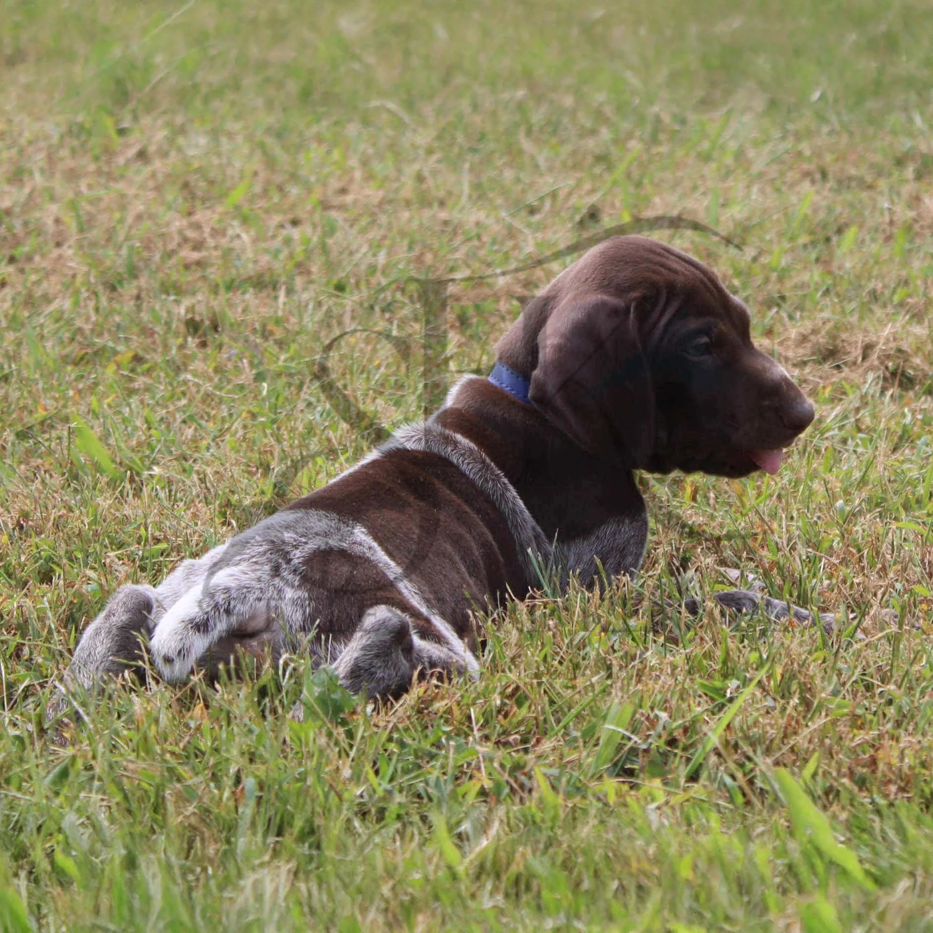 Dk-Blue-Collar-Male-Panzer-Dash-Fall-2025-Pups-Puppies-German-Shorthaired-Pointers-Champion-Hunting-Purebred-Dog-Kansas-City-Missouri-20.jpg