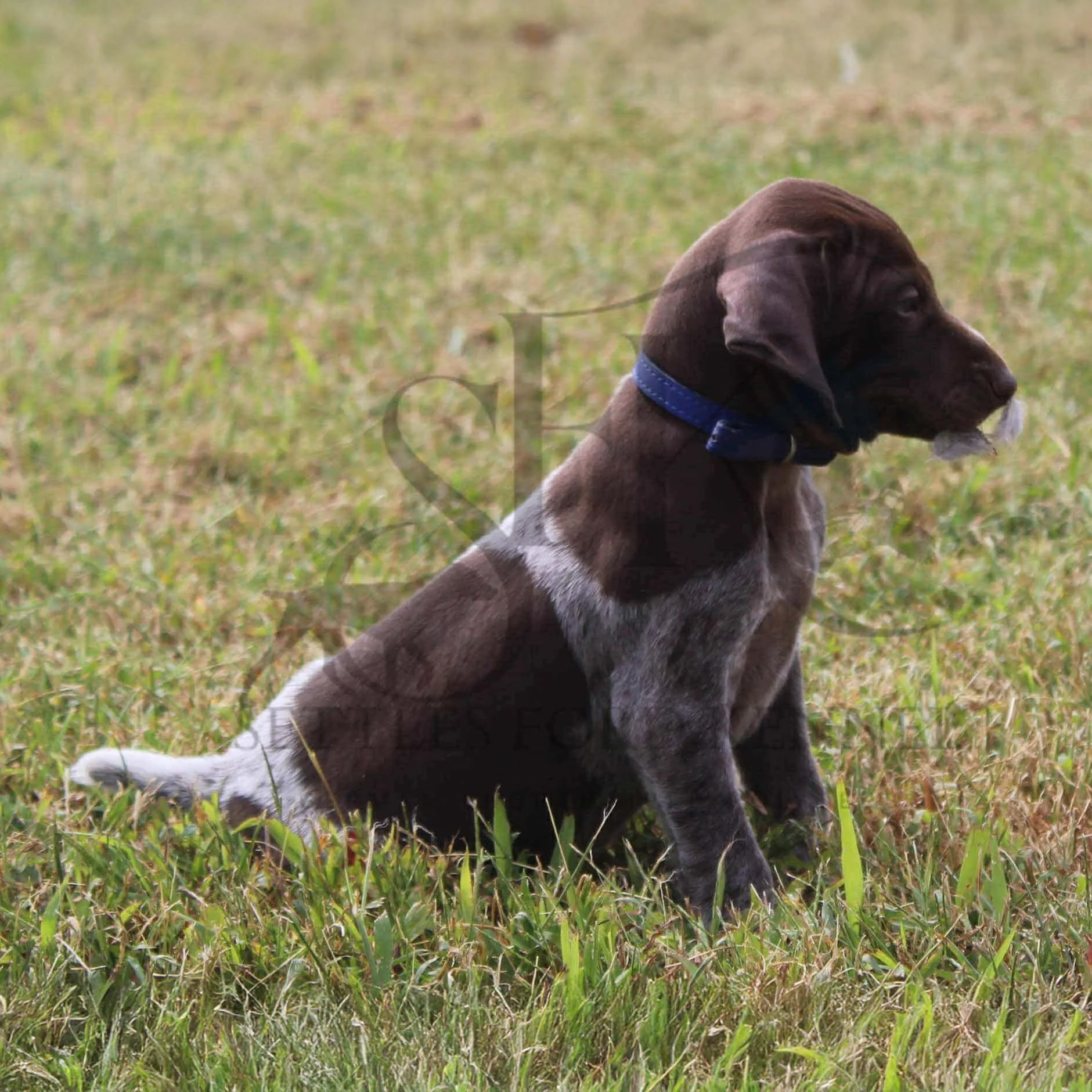 Dk-Blue-Collar-Male-Panzer-Dash-Fall-2025-Pups-Puppies-German-Shorthaired-Pointers-Champion-Hunting-Purebred-Dog-Kansas-City-Missouri-15.jpg