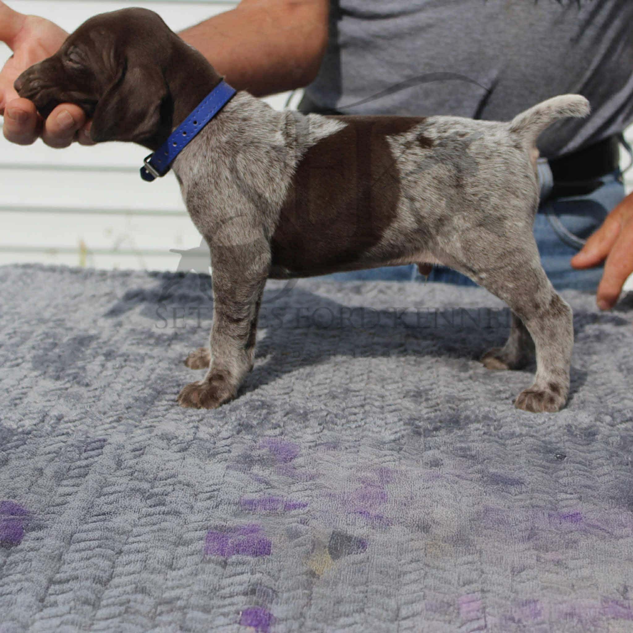 Dk-Blue-Collar-Male-Panzer-Dash-Fall-2025-Pups-Puppies-German-Shorthaired-Pointers-Champion-Hunting-Purebred-Dog-Kansas-City-Missouri-1.jpeg