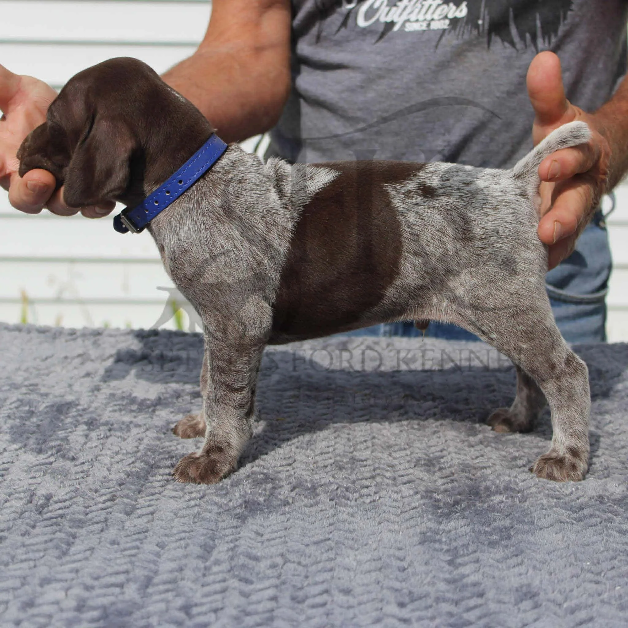 Dk-Blue-Collar-Male-Panzer-Dash-Fall-2025-Pups-Puppies-German-Shorthaired-Pointers-Champion-Hunting-Purebred-Dog-Kansas-City-Missouri-5.jpeg