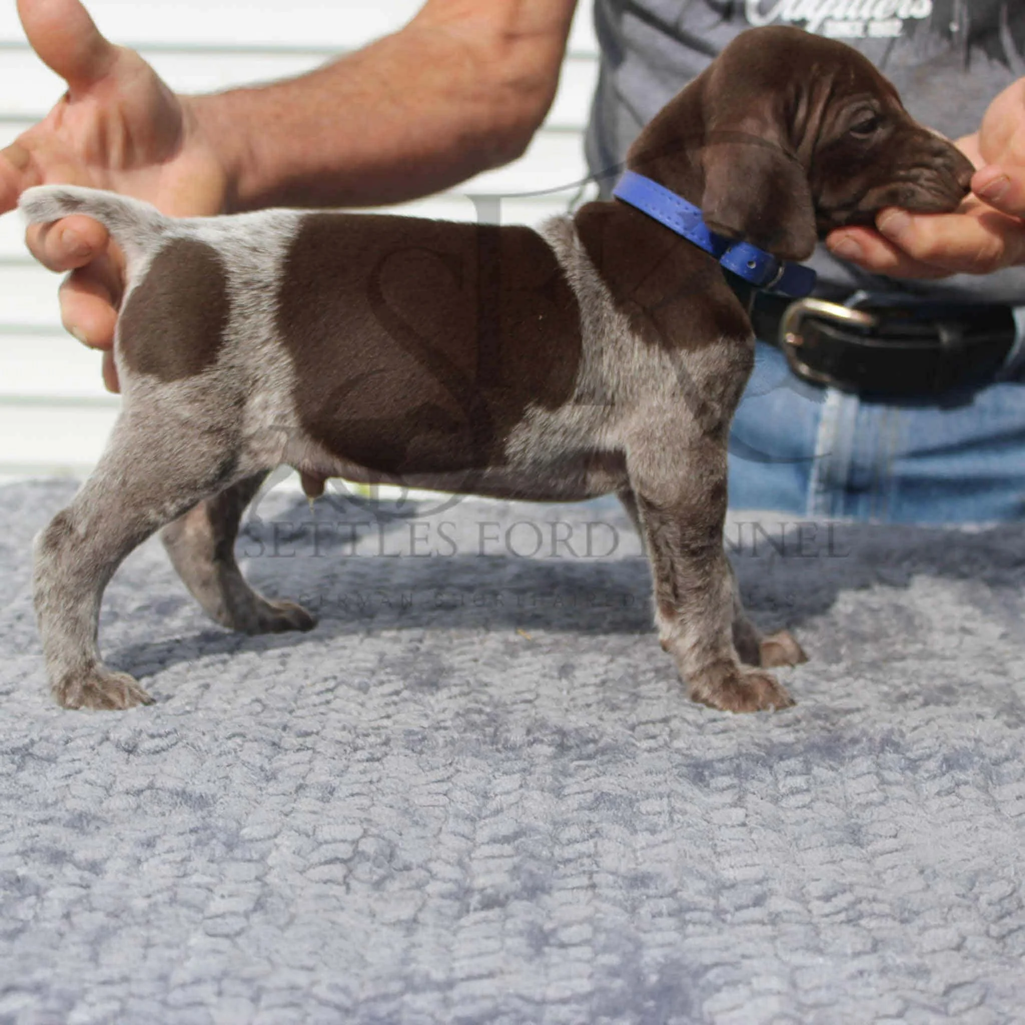Dk-Blue-Collar-Male-Panzer-Dash-Fall-2025-Pups-Puppies-German-Shorthaired-Pointers-Champion-Hunting-Purebred-Dog-Kansas-City-Missouri-4.jpeg