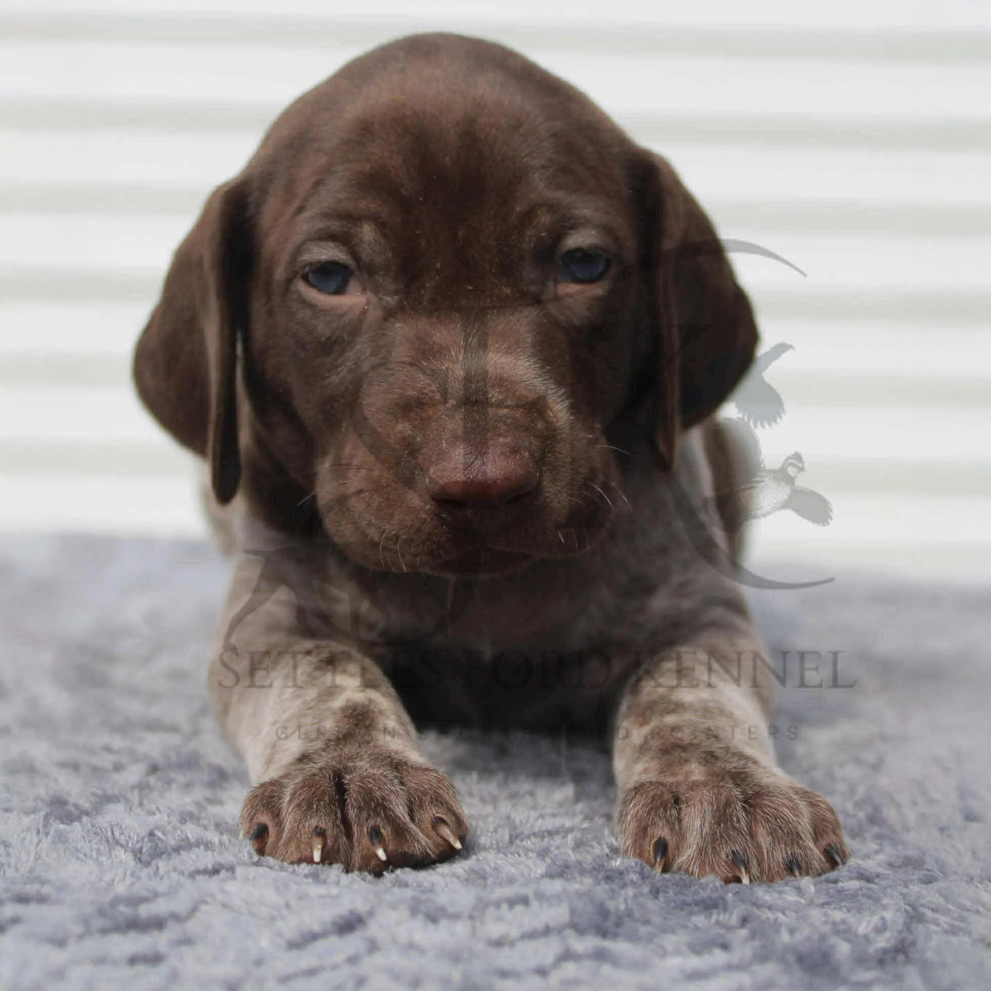 Dk-Blue-Collar-Male-Panzer-Dash-Fall-2025-Pups-Puppies-German-Shorthaired-Pointers-Champion-Hunting-Purebred-Dog-Kansas-City-Missouri-6.jpeg