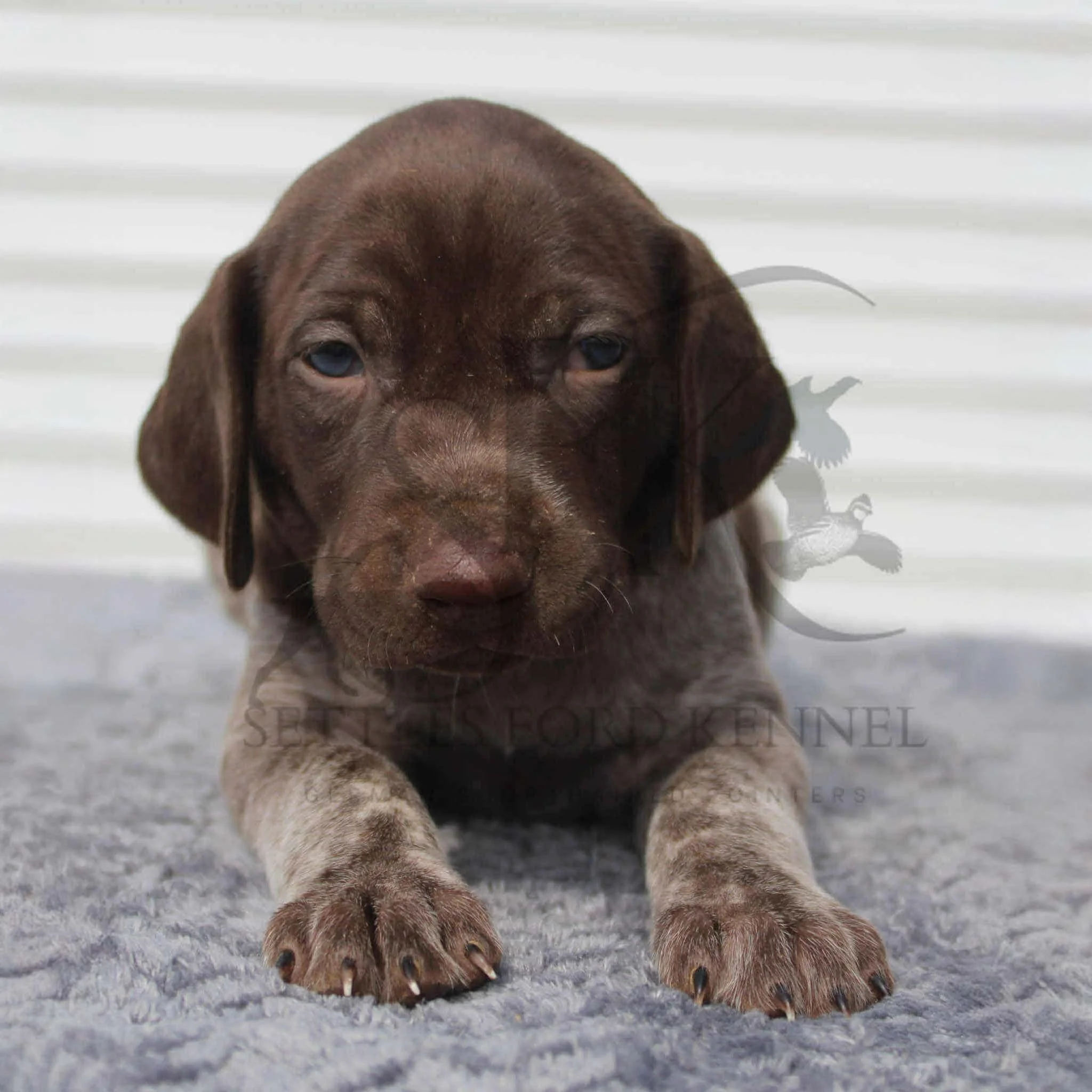 Dk-Blue-Collar-Male-Panzer-Dash-Fall-2025-Pups-Puppies-German-Shorthaired-Pointers-Champion-Hunting-Purebred-Dog-Kansas-City-Missouri-3.jpeg