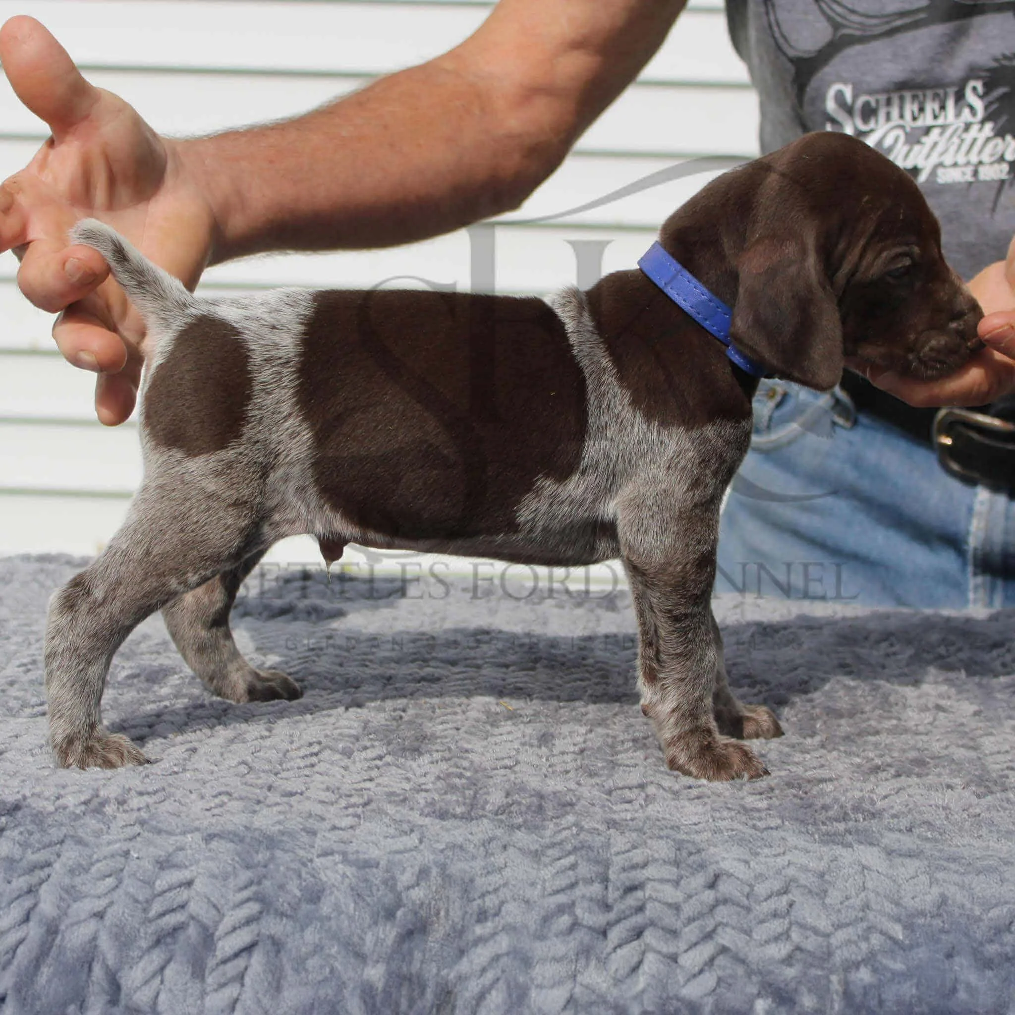 Dk-Blue-Collar-Male-Panzer-Dash-Fall-2025-Pups-Puppies-German-Shorthaired-Pointers-Champion-Hunting-Purebred-Dog-Kansas-City-Missouri-2.jpeg