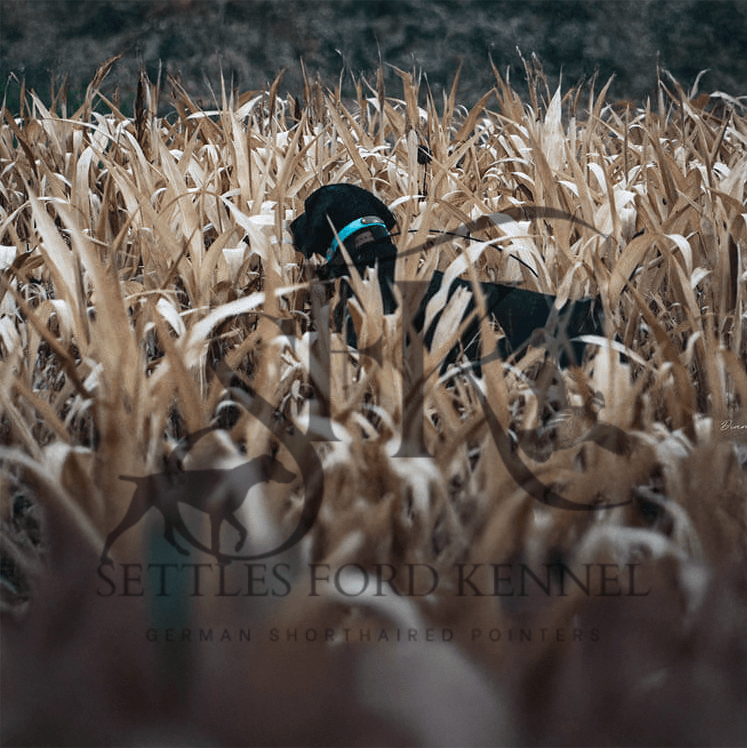 Panzer-German-shorthaired-pointer-hunting-breeding-best-in-Kansas-City-Settles-Ford-Kennels -9.png