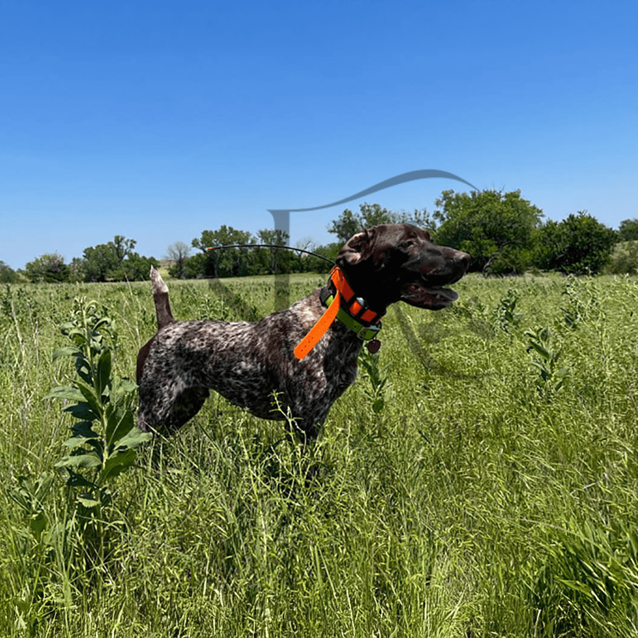 Rip-German-shorthaired-pointer-hunting-breeding-best-in-Kansas-City-1.png