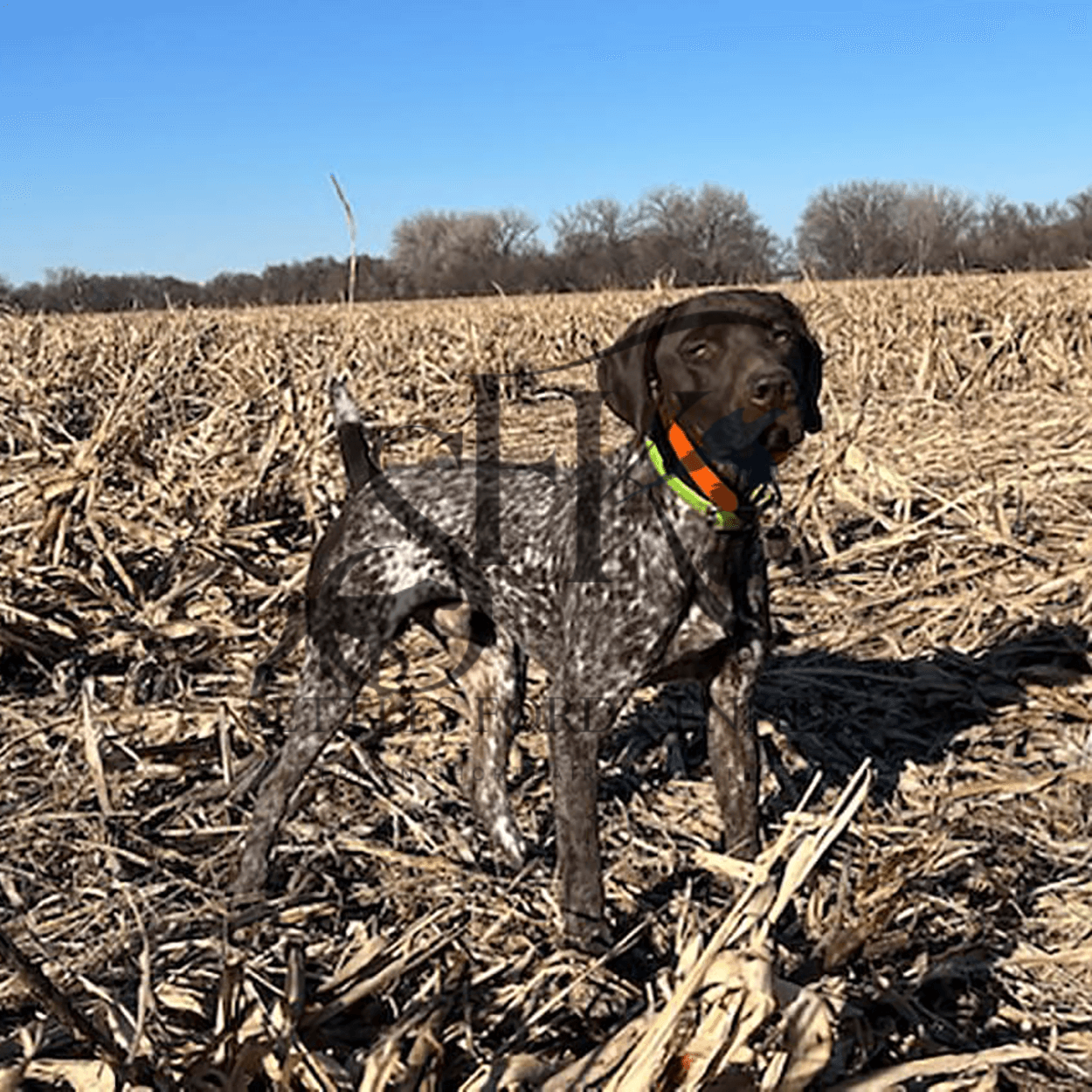 Rip-German-shorthaired-pointer-hunting-breeding-best-in-Kansas-City-3.png