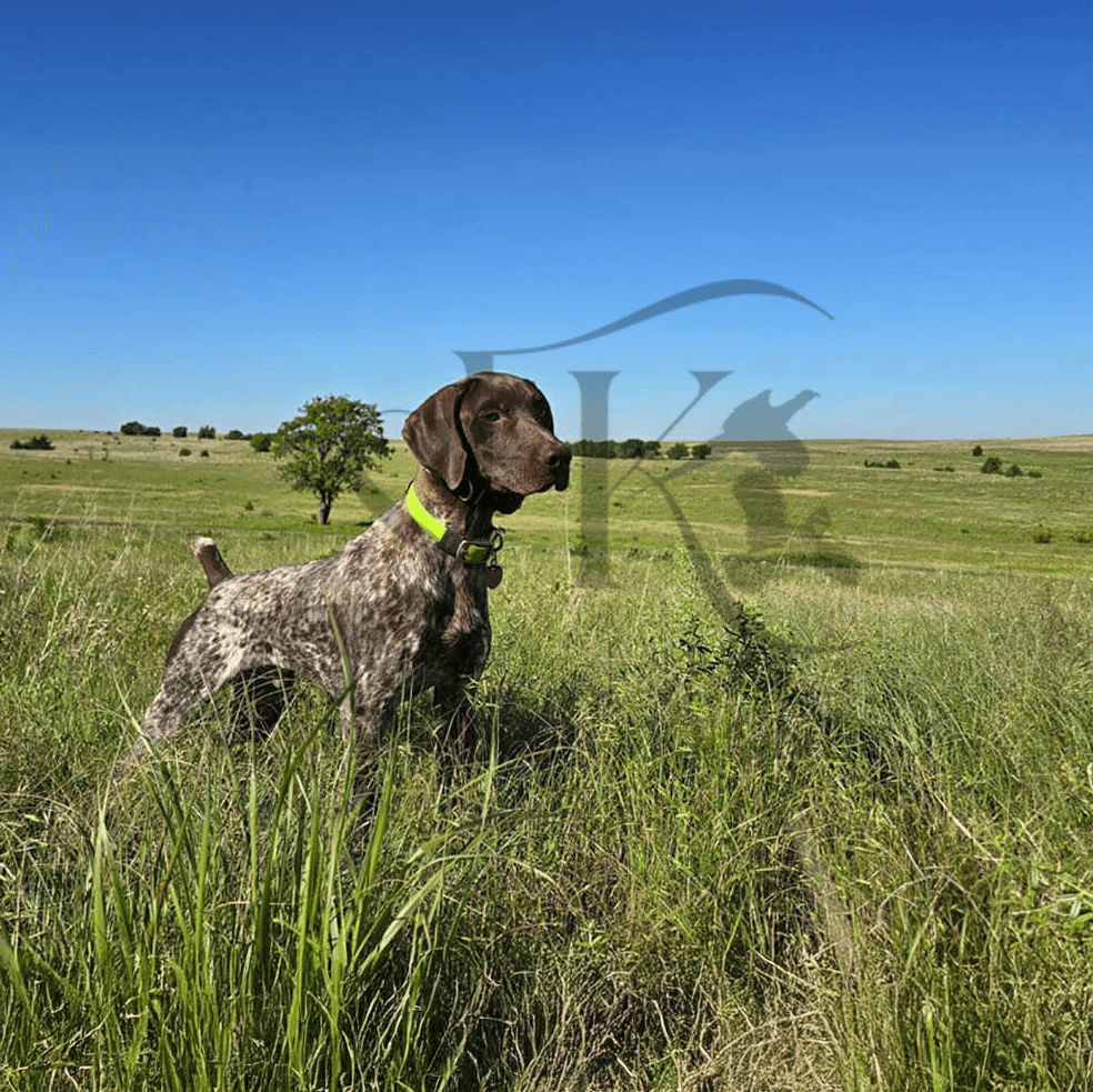 Rip-German-shorthaired-pointer-hunting-breeding-best-in-Kansas-City-2.png