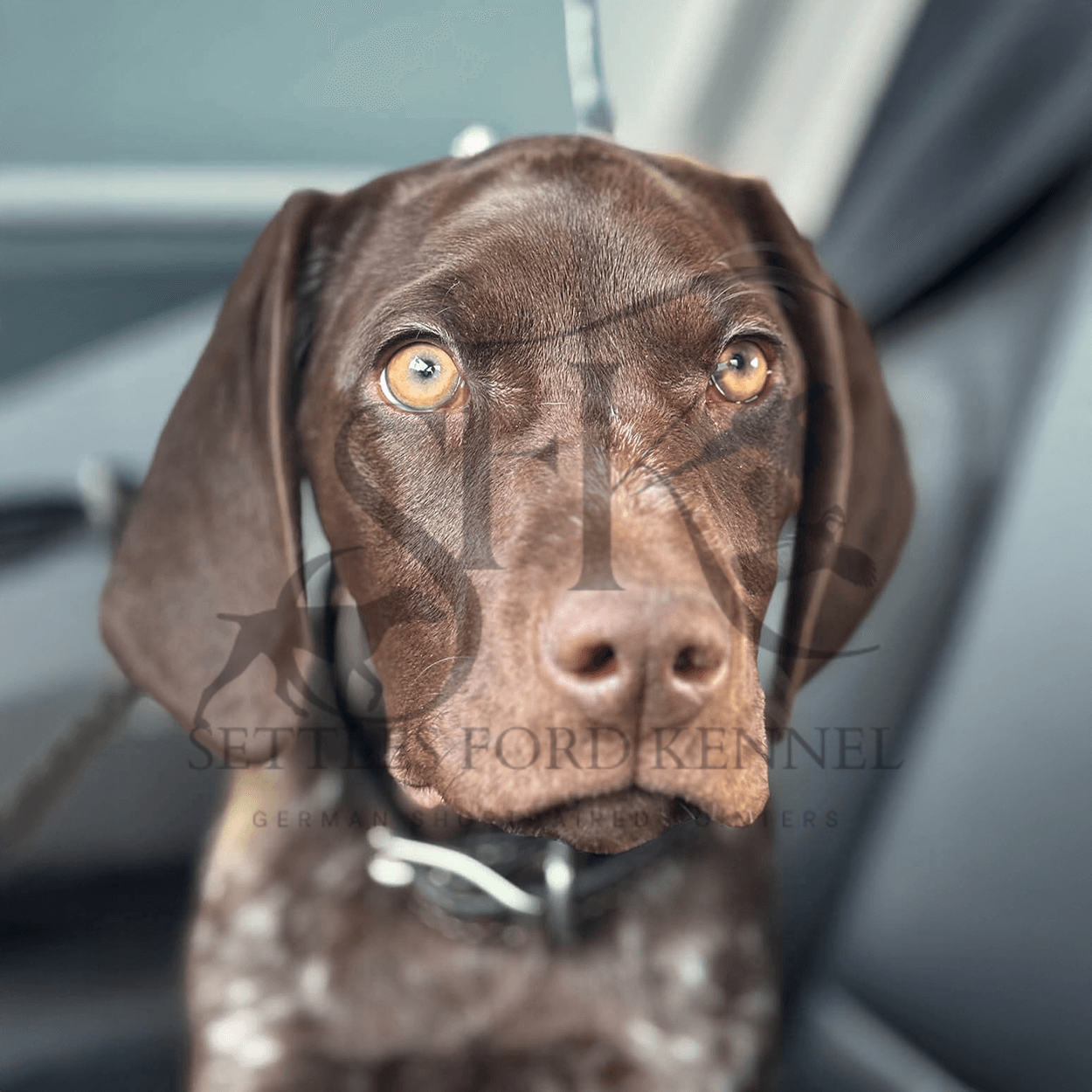 Reba-best-hunting-dogs-german-shorthaired-pointer-settles-ford-kennels-1.png