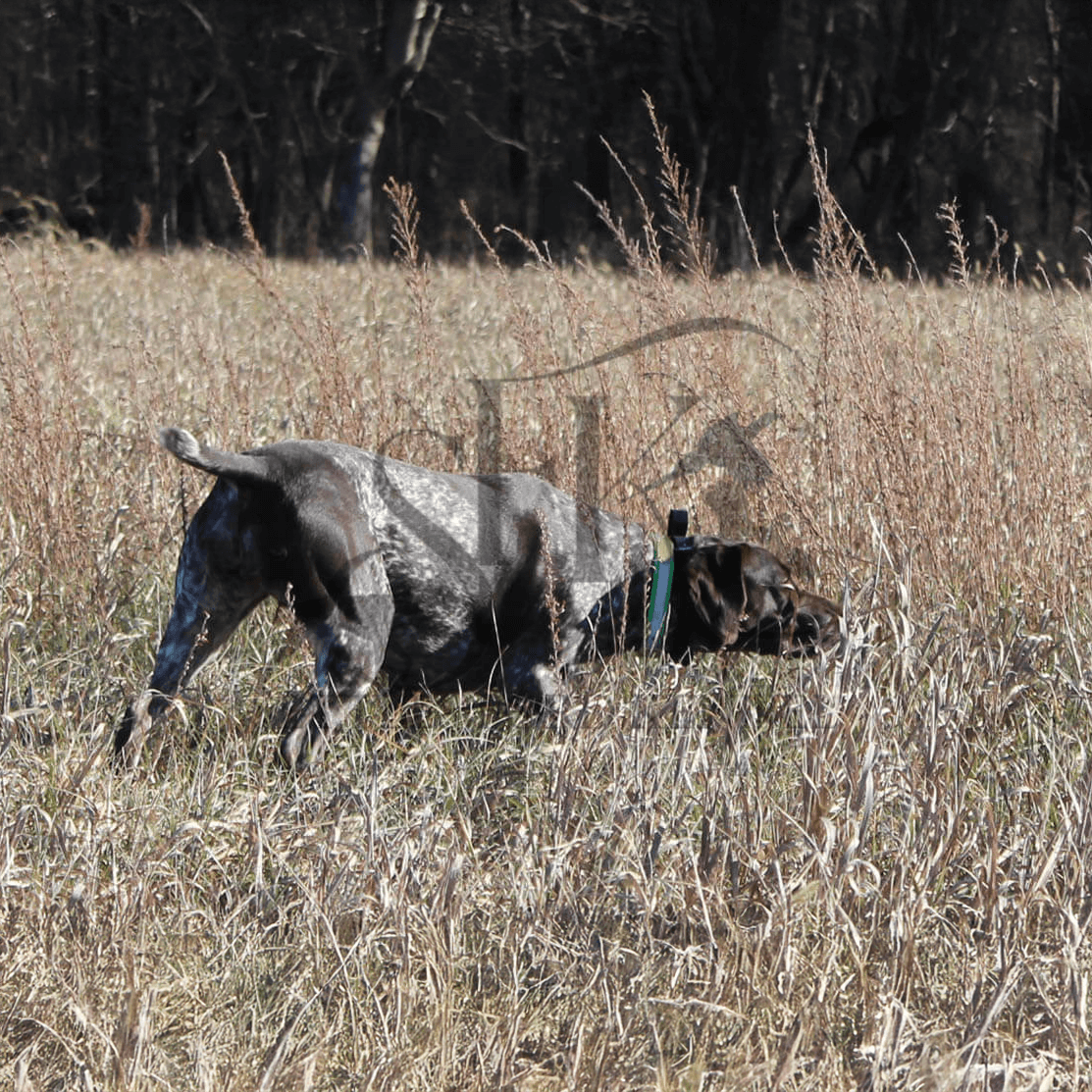 Rose-German-horthaired-pointer-hunting-breeding-best-in-Kansas-City-9.png