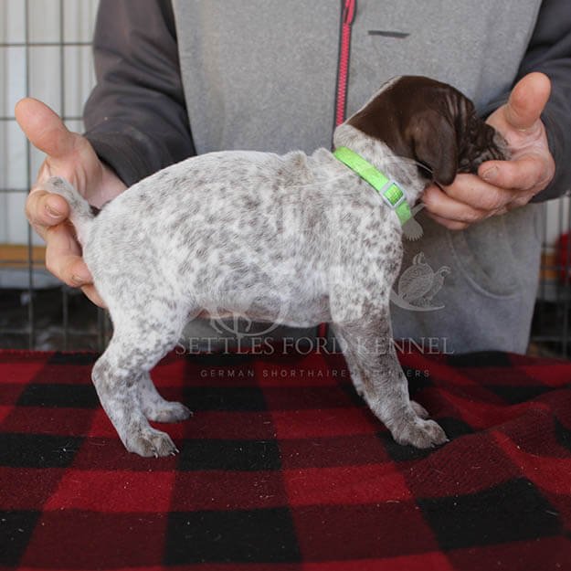 Green-Collar-Panzer-Starr-Spring-2026-Pups-Puppies-German-Shorthaired-Pointers-Champion-Hunting-Purebred-Dog-Kansas-City-Missouri-1.jpg