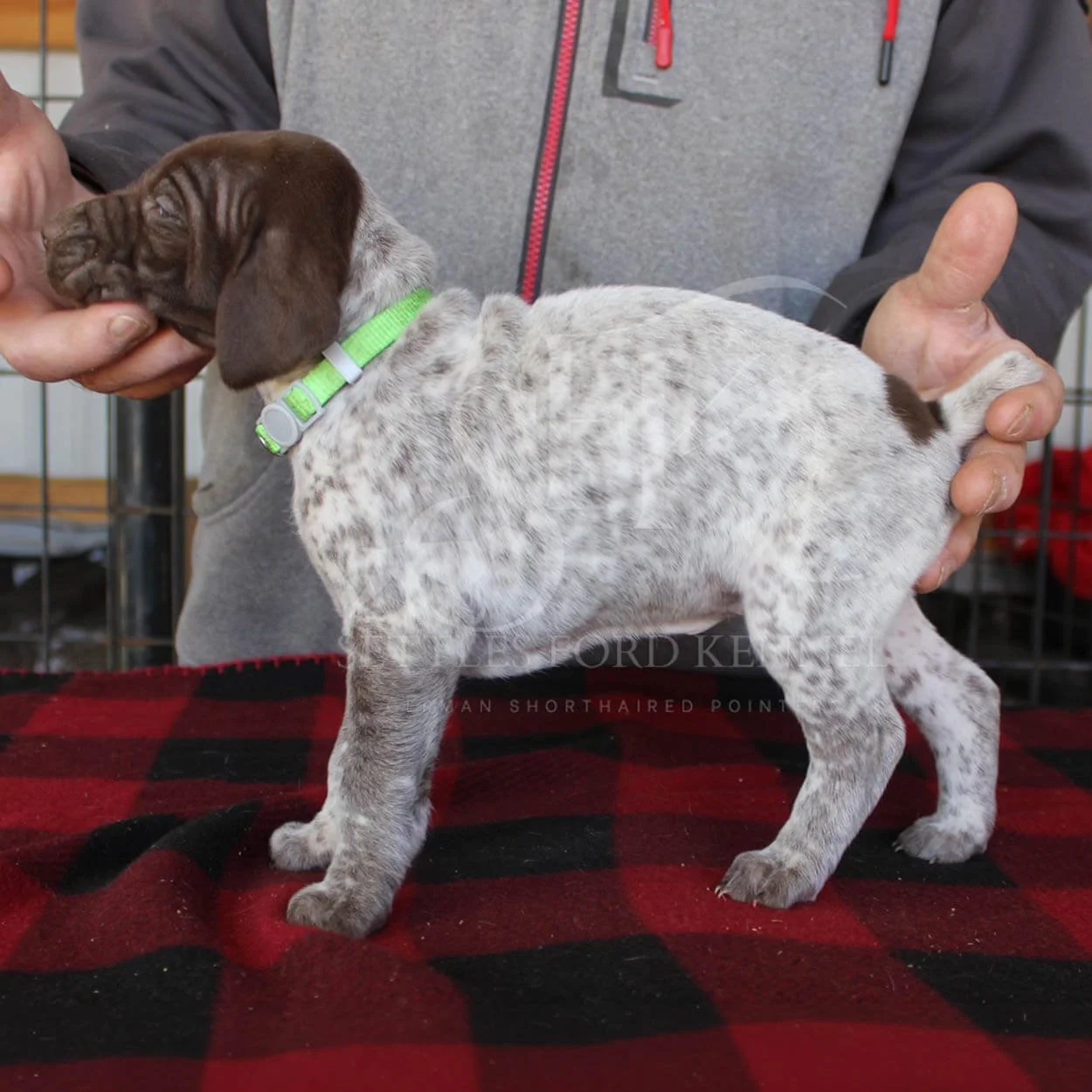 Green-Collar-Panzer-Starr-Spring-2026-Pups-Puppies-German-Shorthaired-Pointers-Champion-Hunting-Purebred-Dog-Kansas-City-Missouri-2.jpg