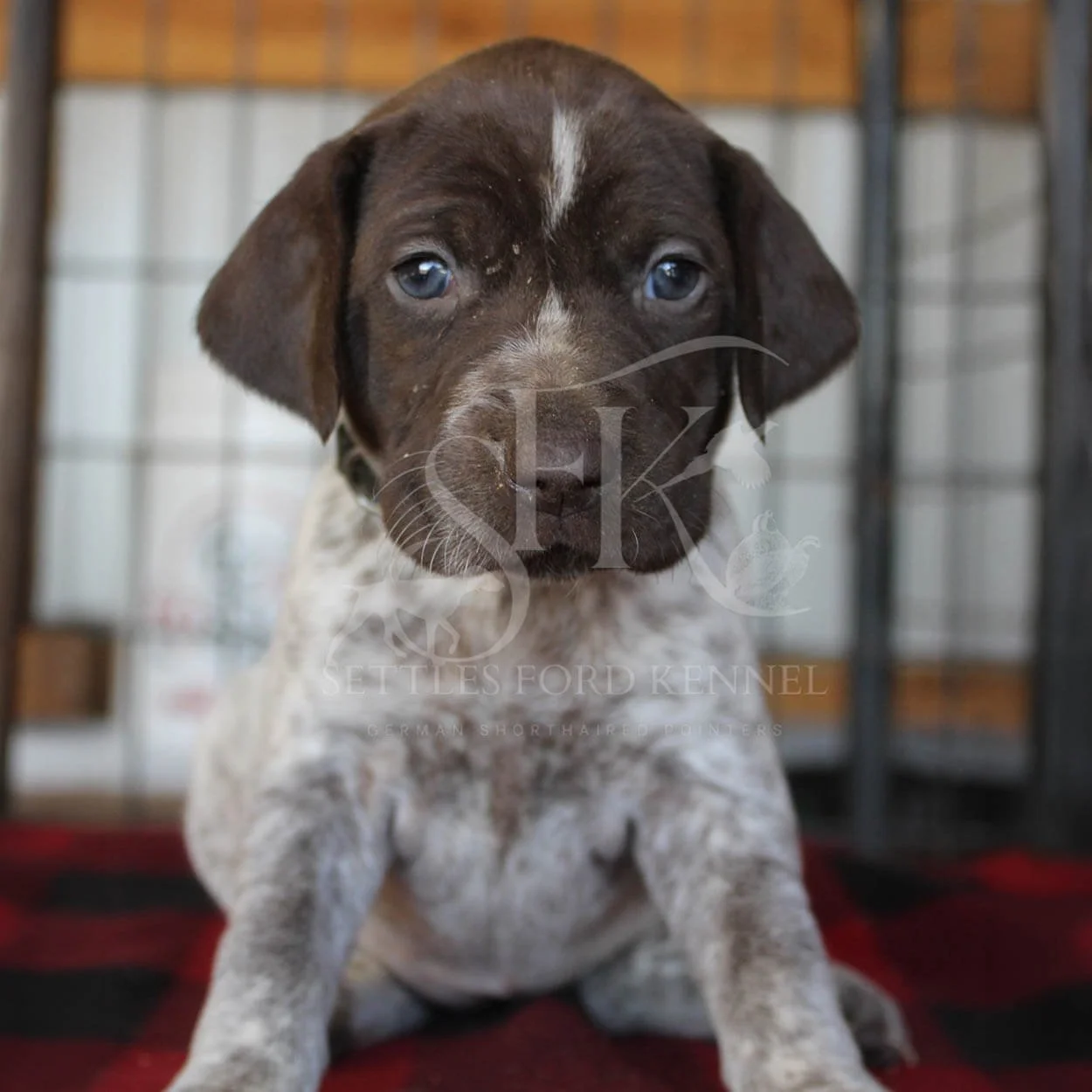 Black-Collar-Panzer-Starr-Spring-2026-Pups-Puppies-German-Shorthaired-Pointers-Champion-Hunting-Purebred-Dog-Kansas-City-Missouri-4.jpg