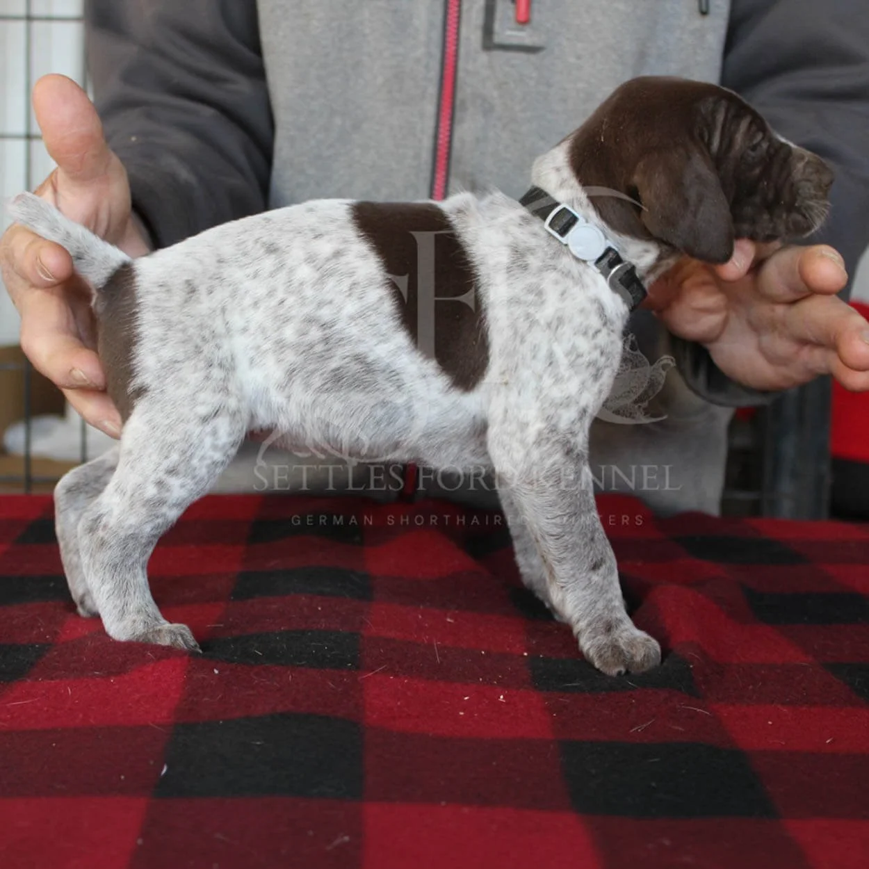 Black-Collar-Panzer-Starr-Spring-2026-Pups-Puppies-German-Shorthaired-Pointers-Champion-Hunting-Purebred-Dog-Kansas-City-Missouri-3.jpg