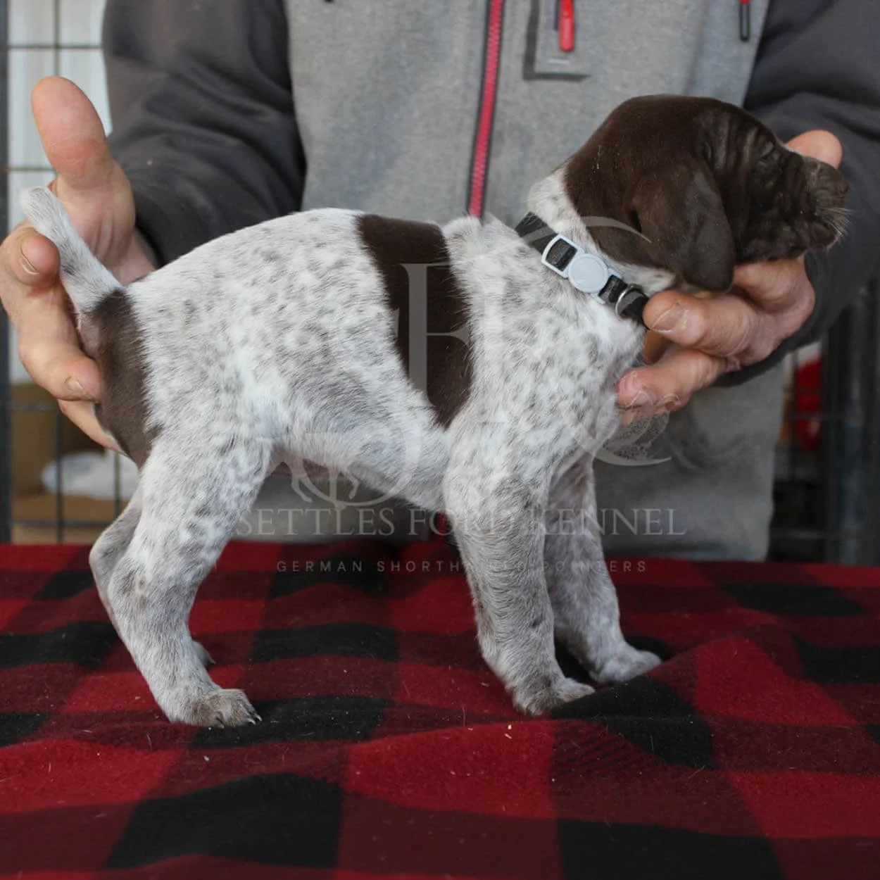 Black-Collar-Panzer-Starr-Spring-2026-Pups-Puppies-German-Shorthaired-Pointers-Champion-Hunting-Purebred-Dog-Kansas-City-Missouri-2.jpg