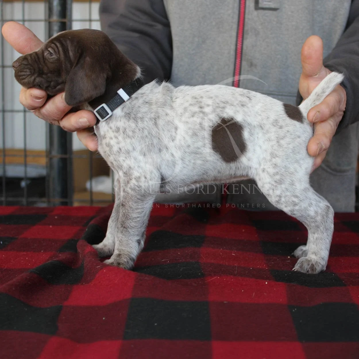 Black-Collar-Panzer-Starr-Spring-2026-Pups-Puppies-German-Shorthaired-Pointers-Champion-Hunting-Purebred-Dog-Kansas-City-Missouri-1.jpg